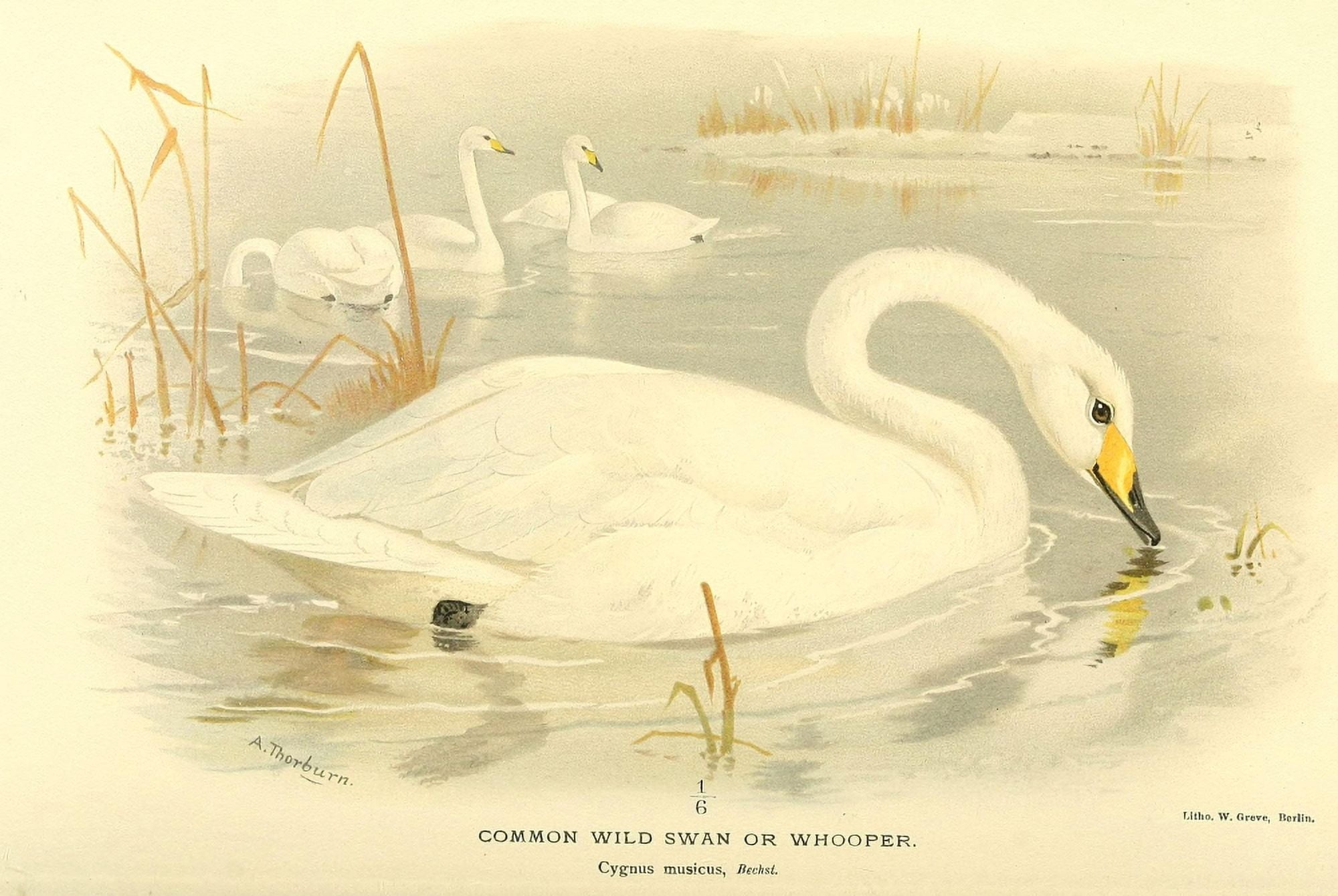 Birds of the British Islands 1885 Swan Wild Common Canvas Art - Archibald Thorburn (24 x 36)