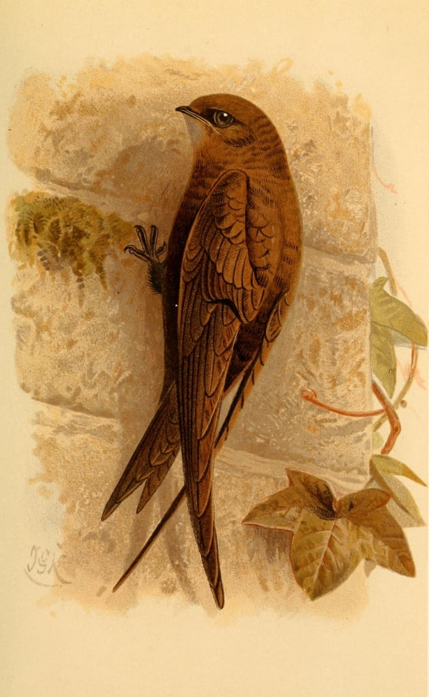 Birds of the British Islands 1885 Swift Canvas Art - John G Keulemans (18 x 24)