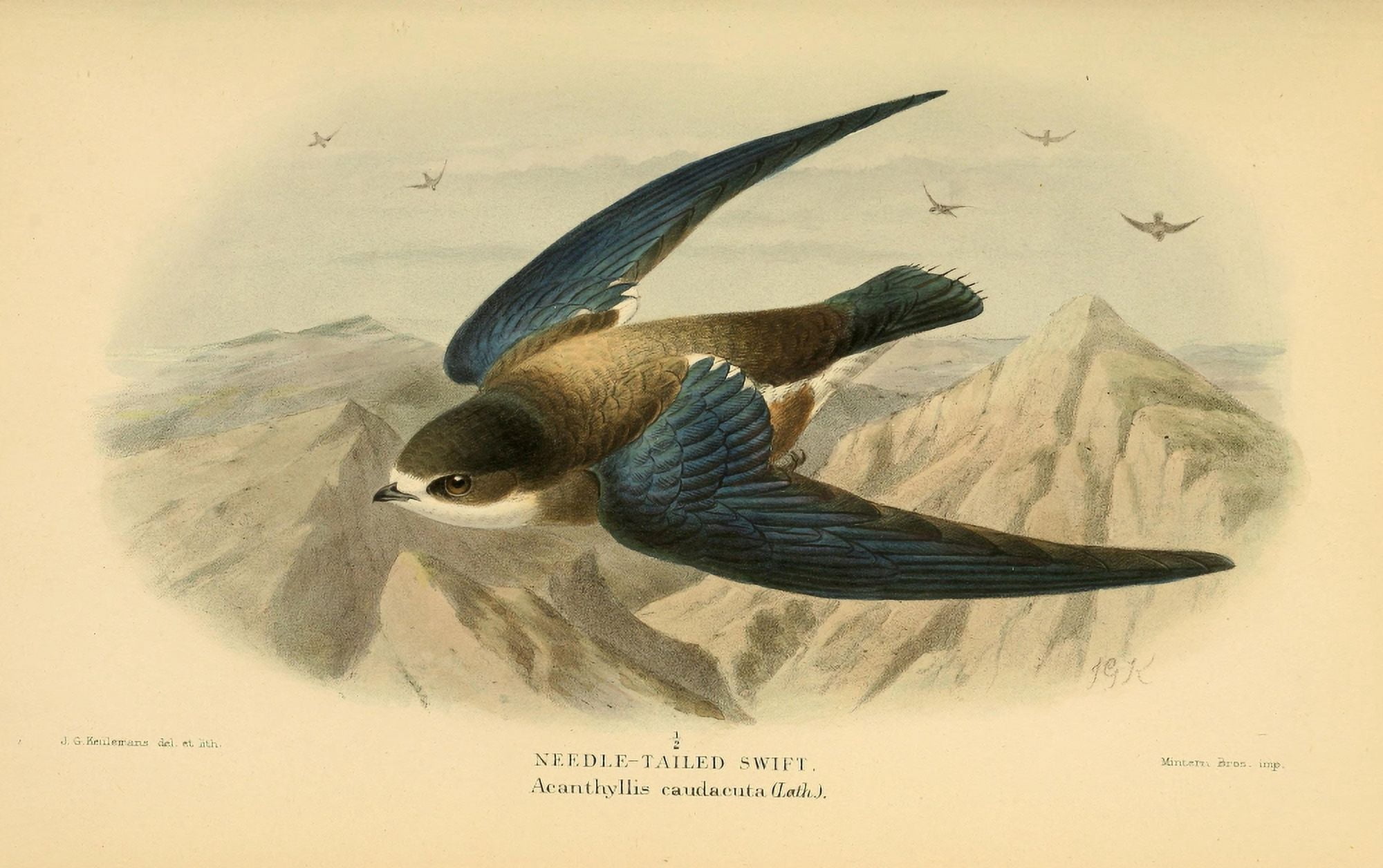 Birds of the British Islands 1885 Swift Needle-tailed Canvas Art - John G Keulemans (18 x 24)