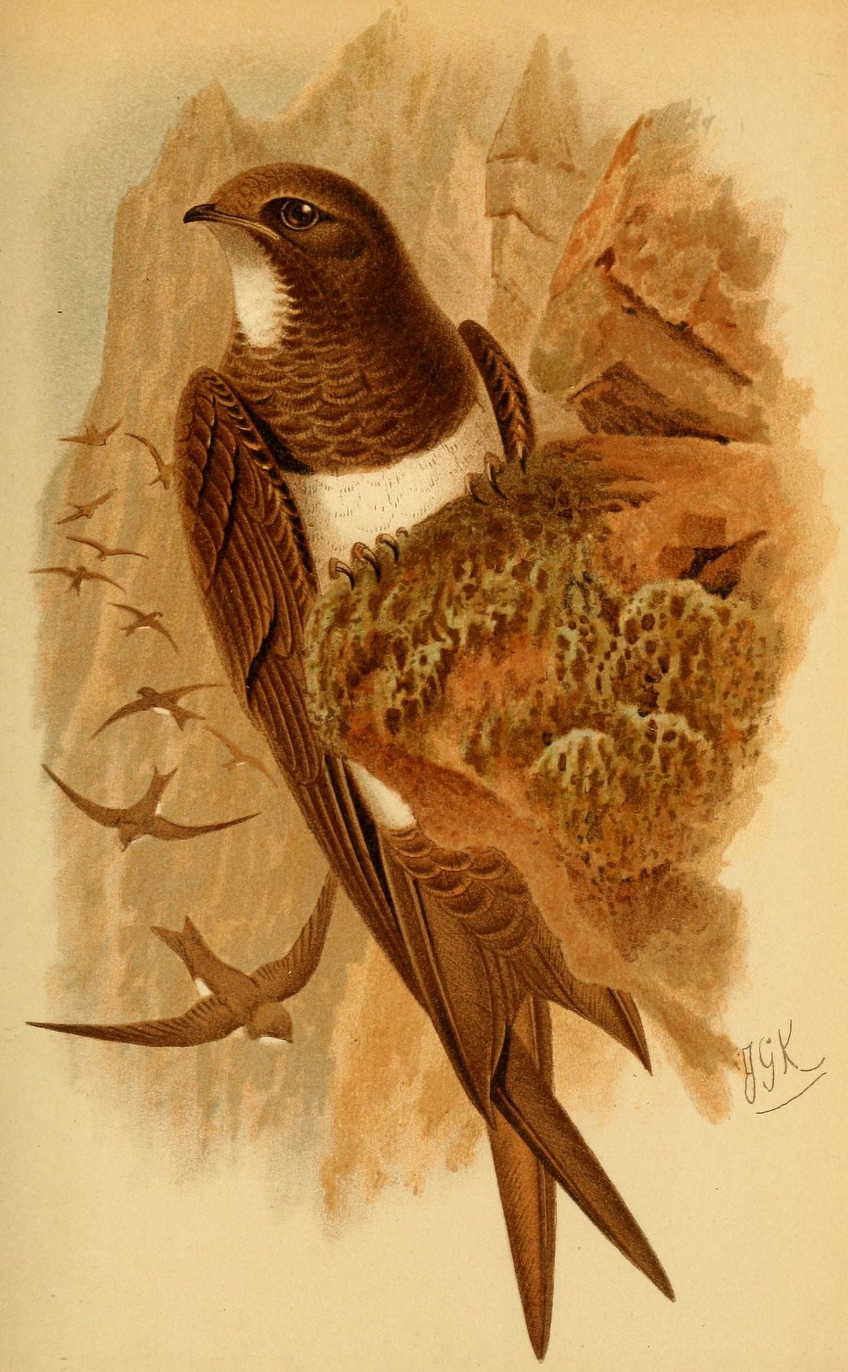Birds of the British Islands 1885 Swift White-bellied Canvas Art - John G Keulemans (18 x 24)