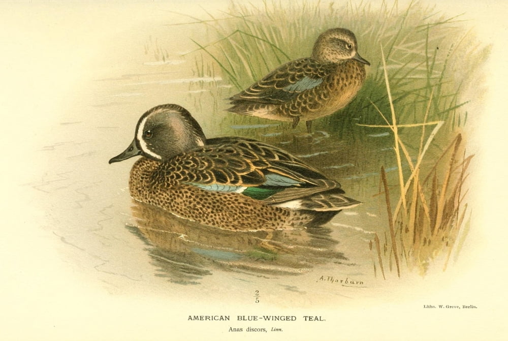 Birds of the British Islands 1885 Teal American Blue-winged Canvas Art - Archibald Thorburn (18 x 24)