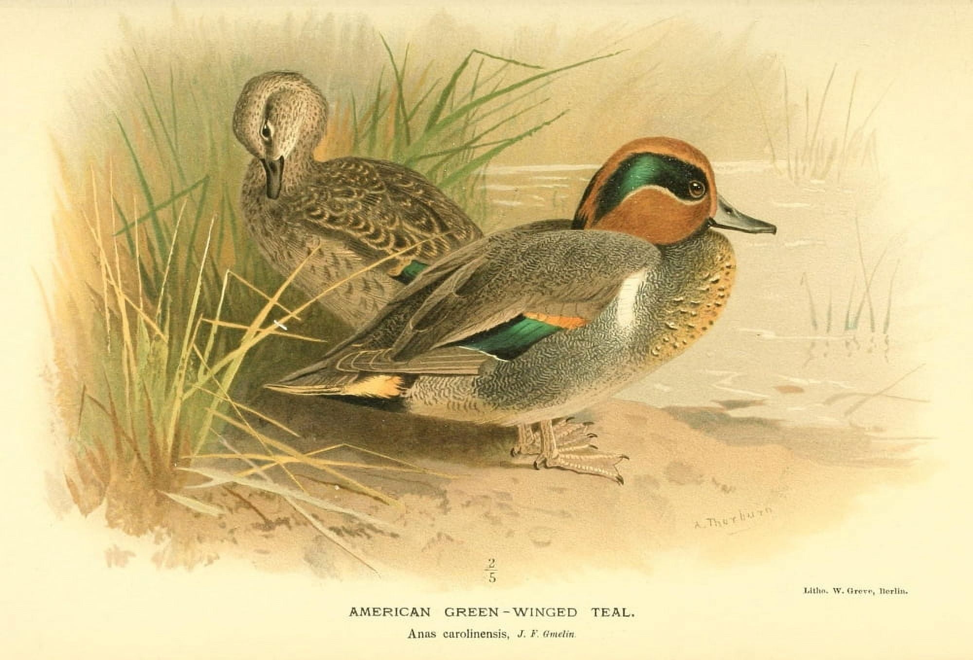 Birds of the British Islands 1885 Teal American Green-winged Canvas Art - Archibald Thorburn (18 x 24)