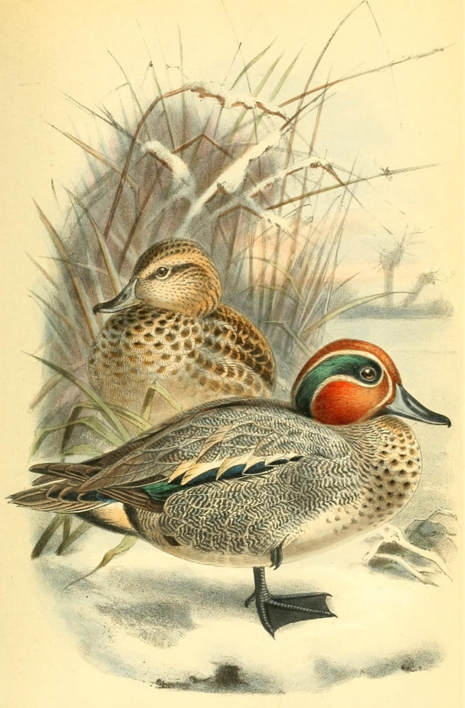 Birds of the British Islands 1885 Teal Canvas Art - Archibald Thorburn (18 x 24)