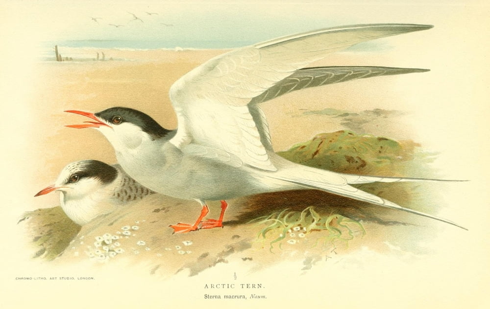 Birds of the British Islands 1885 Tern Arctic Canvas Art - Archibald Thorburn (24 x 36)