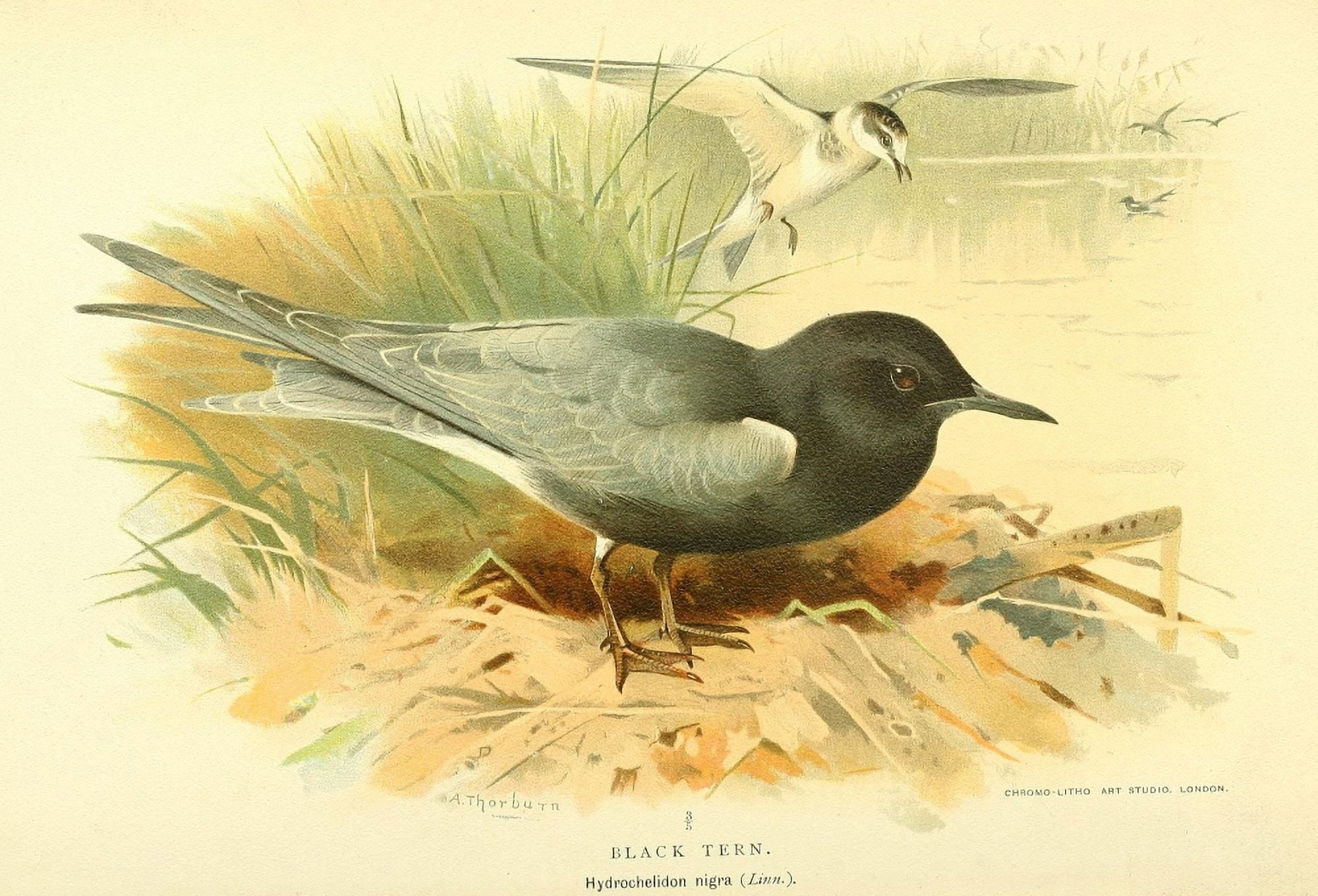 Birds of the British Islands 1885 Tern Black Canvas Art - Archibald Thorburn (18 x 24)