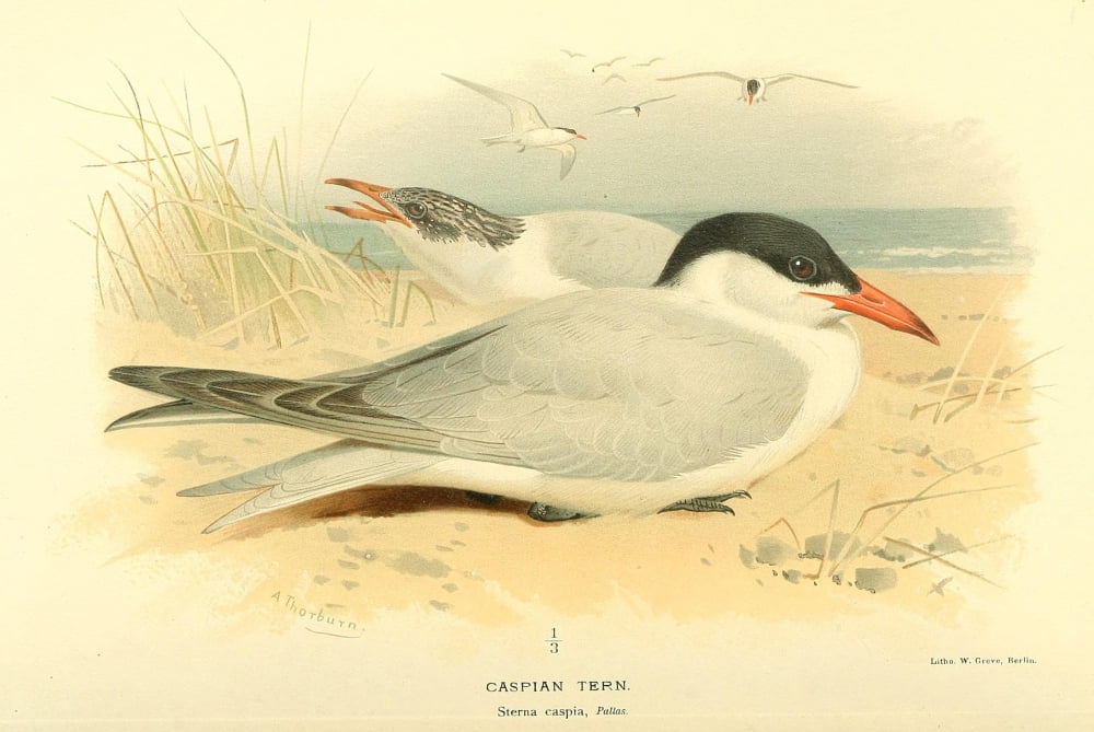 Birds of the British Islands 1885 Tern Caspian Canvas Art - Archibald Thorburn (24 x 36)
