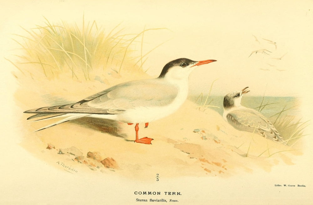 Birds of the British Islands 1885 Tern Common Canvas Art - Archibald Thorburn (24 x 36)