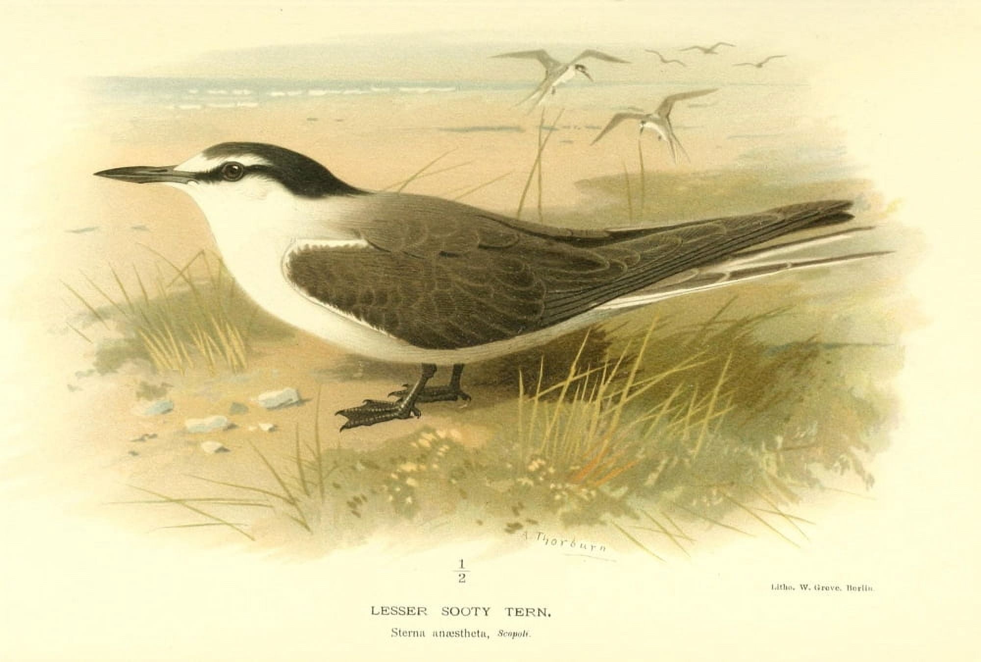 Birds of the British Islands 1885 Tern Lesser Sooty Canvas Art - Archibald Thorburn (24 x 36)