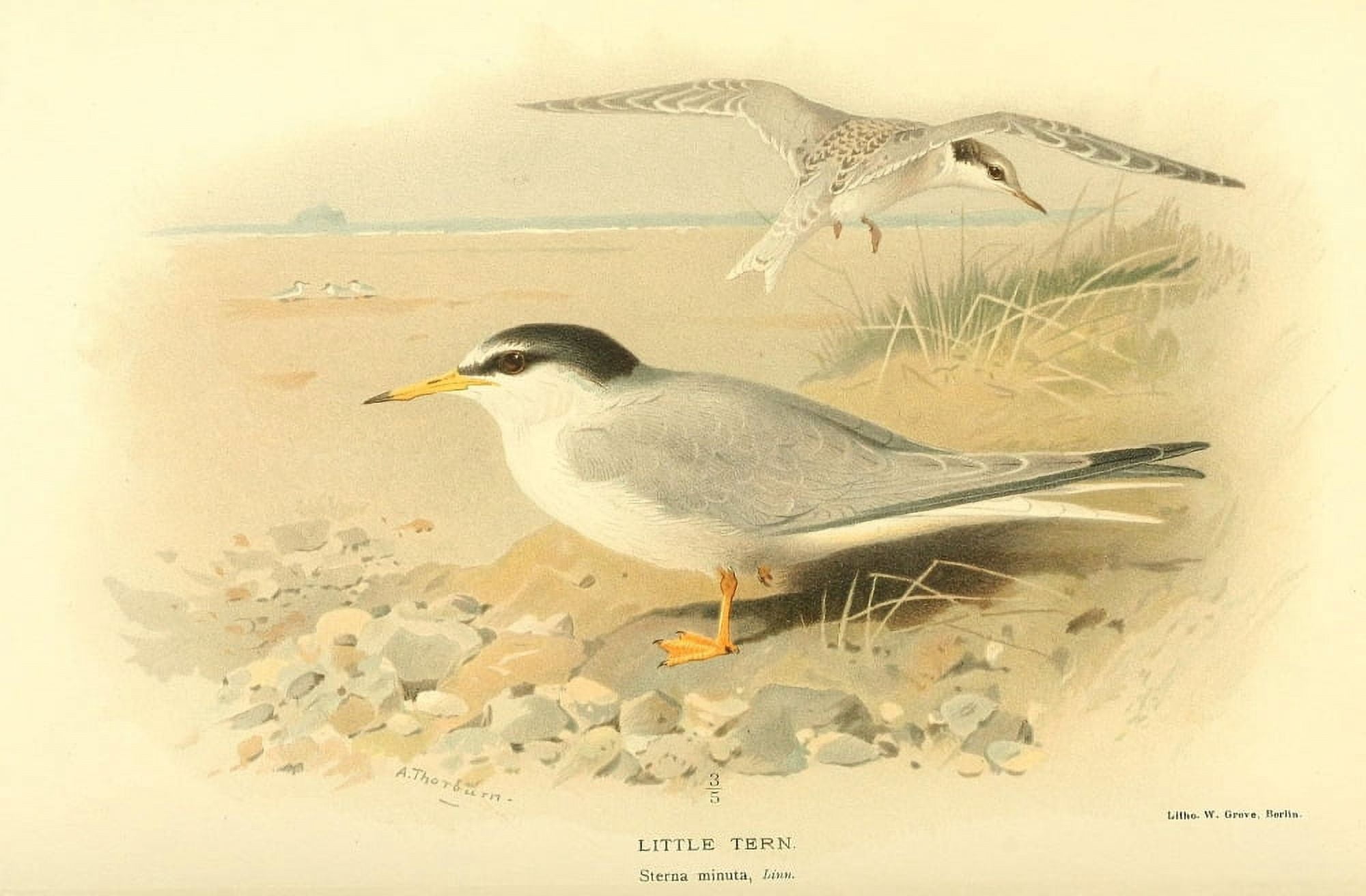 Birds of the British Islands 1885 Tern Little Canvas Art - Archibald Thorburn (24 x 36)