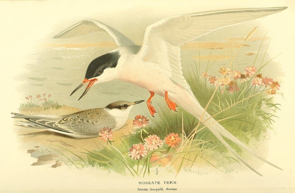 Birds of the British Islands 1885 Tern Roseate Canvas Art - Archibald Thorburn (24 x 36)