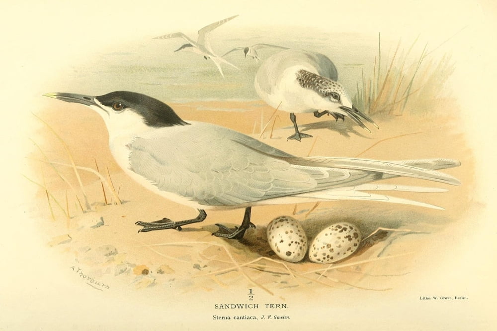 Birds of the British Islands 1885 Tern Sandwich Canvas Art - Archibald Thorburn (18 x 24)
