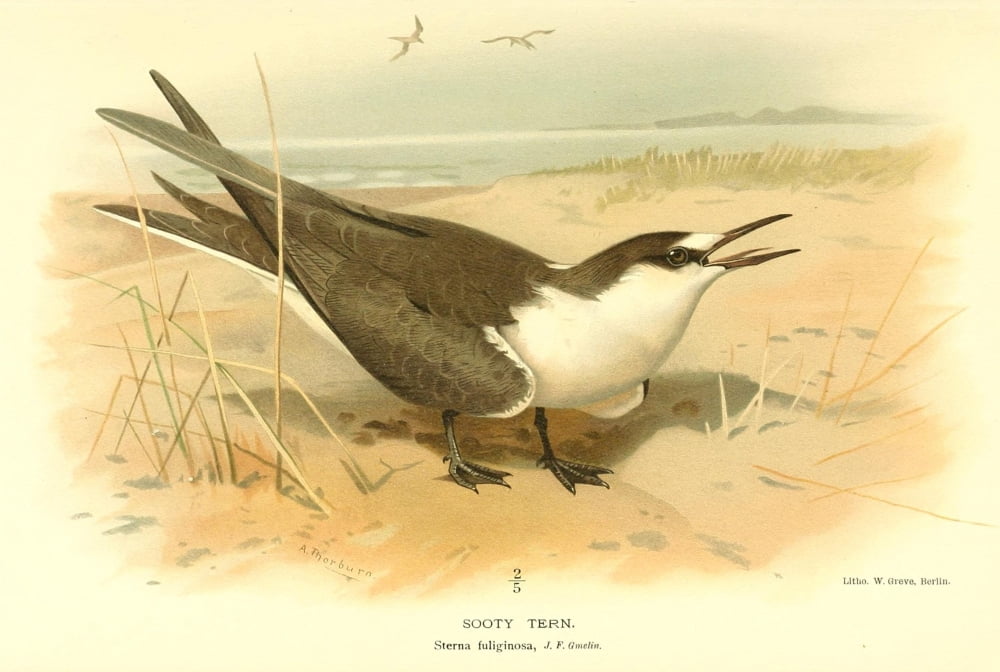 Birds of the British Islands 1885 Tern Sooty Canvas Art - Archibald Thorburn (18 x 24)
