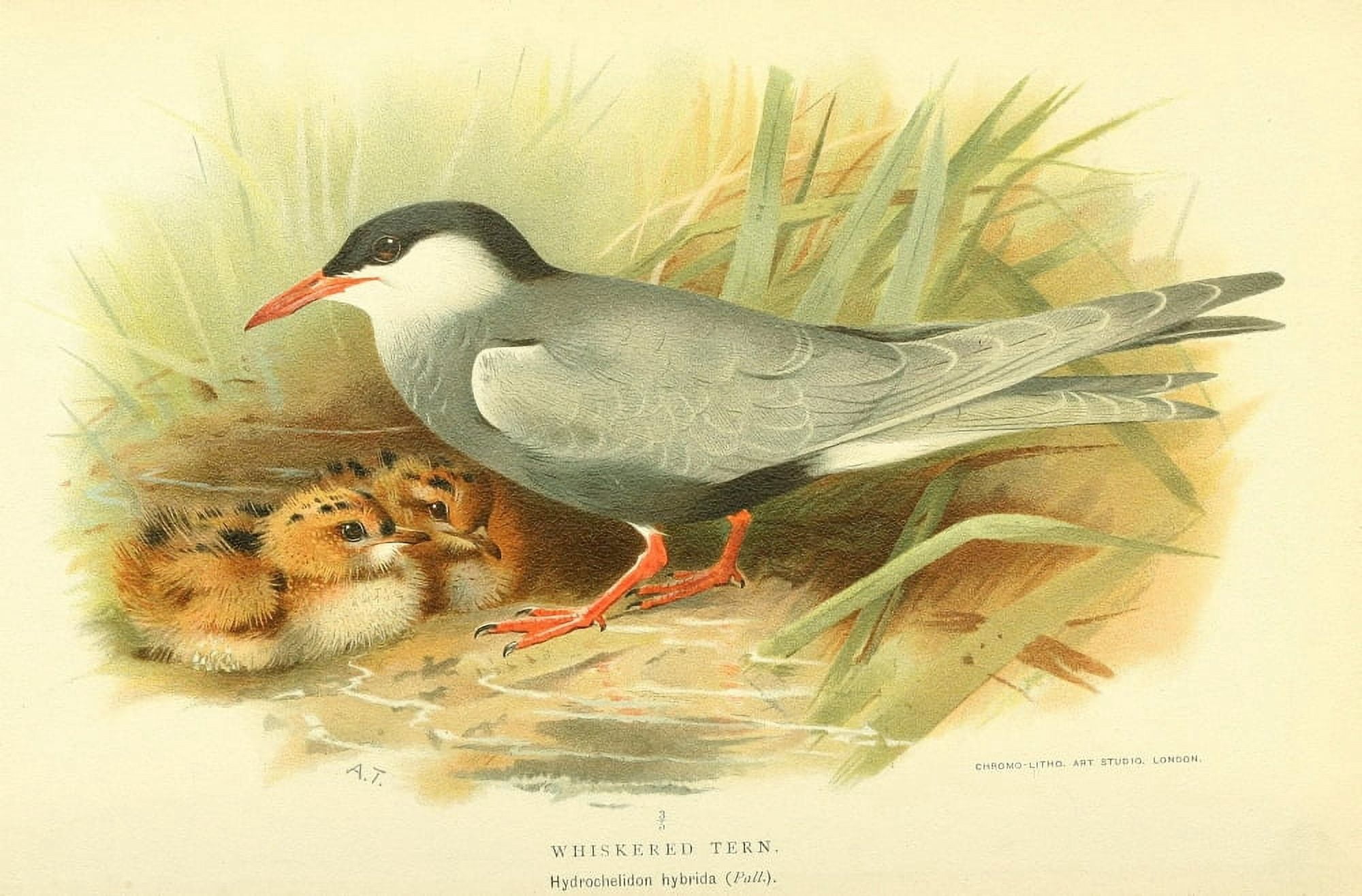 Birds of the British Islands 1885 Tern Whiskered Canvas Art - Archibald Thorburn (18 x 24)