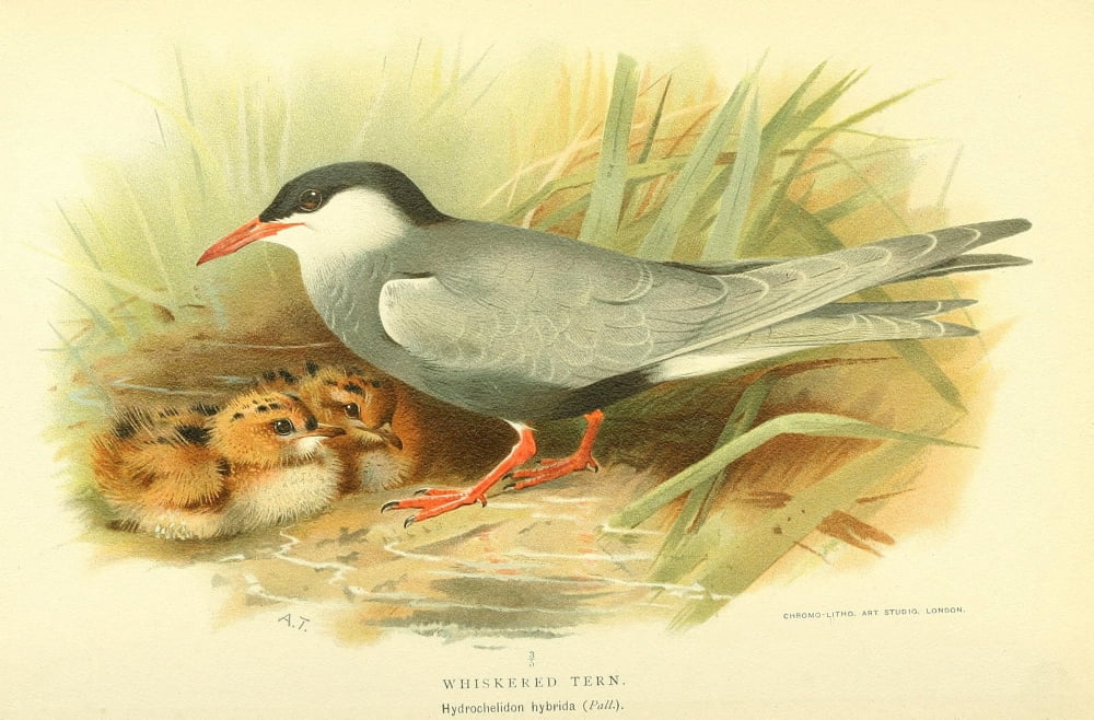 Birds of the British Islands 1885 Tern Whiskered Canvas Art - Archibald Thorburn (24 x 36)