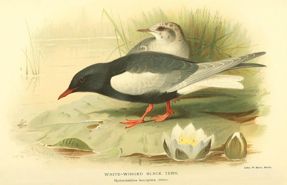 Birds of the British Islands 1885 Tern White-winged Black Canvas Art - Archibald Thorburn (18 x 24)