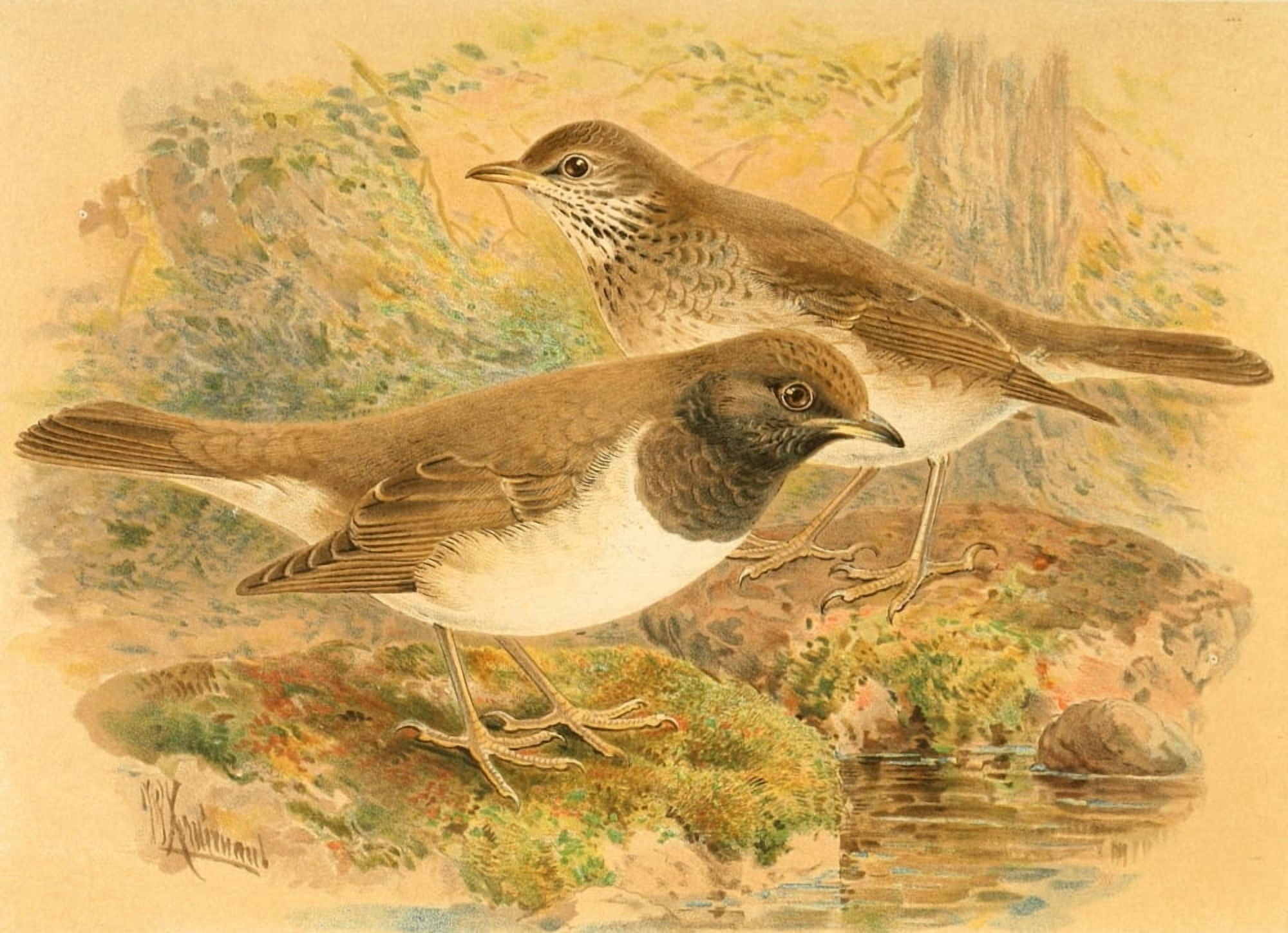 Birds of the British Islands 1885 Thrush Black-throated Canvas Art - John G Keulemans (18 x 24)