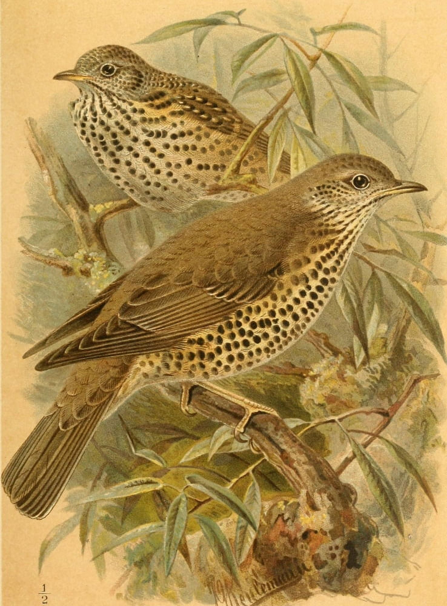 Birds of the British Islands 1885 Thrush Mistletoe Canvas Art - John G Keulemans (24 x 36)