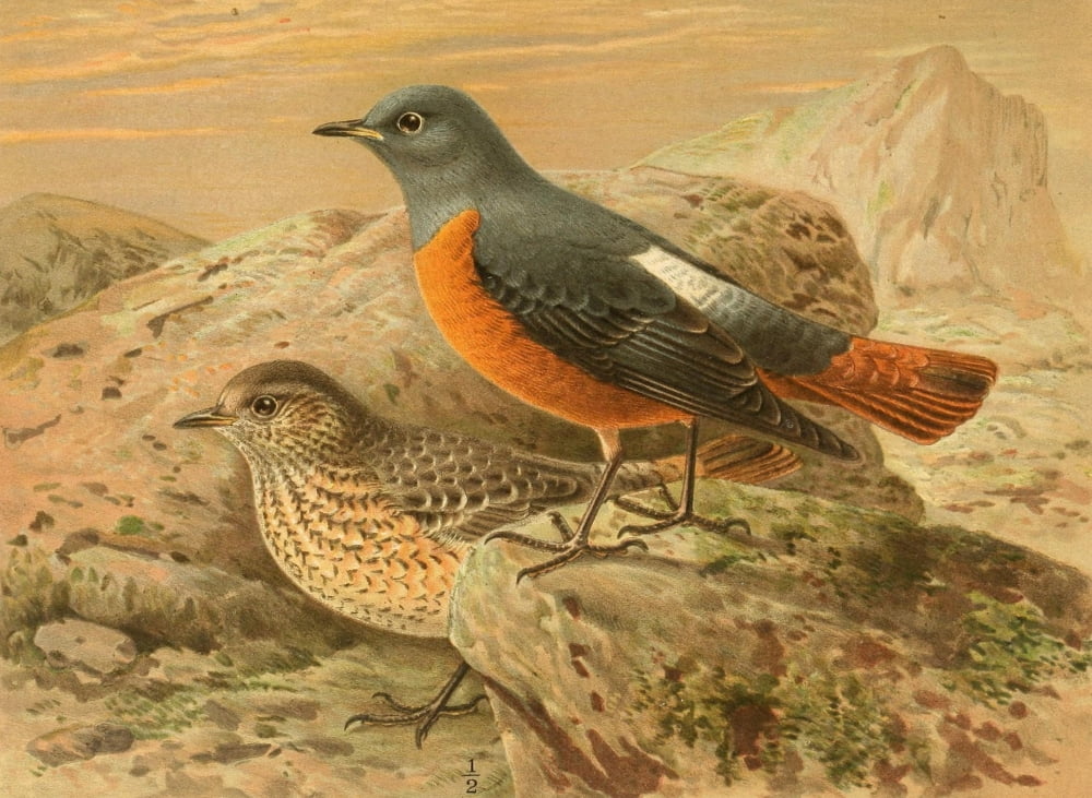 Birds of the British Islands 1885 Thrush Pied Rock Canvas Art - John G Keulemans (24 x 36)