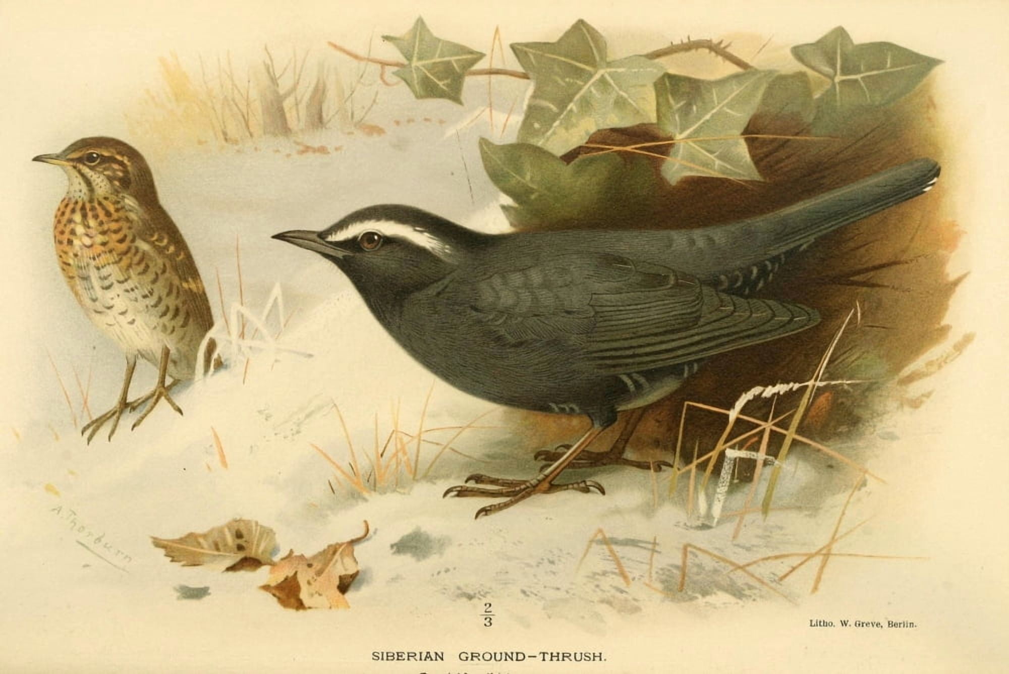 Birds of the British Islands 1885 Thrush Siberian Ground Canvas Art - Archibald Thorburn (24 x 36)