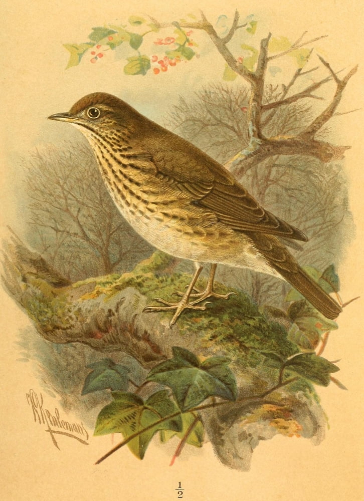 Birds of the British Islands 1885 Thrush Song Canvas Art - John G Keulemans (24 x 36)