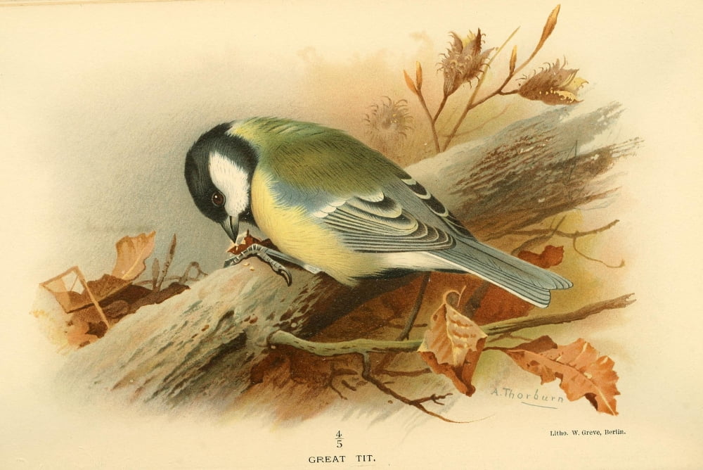 Birds of the British Islands 1885 Tit Great Canvas Art - Archibald Thorburn (24 x 36)