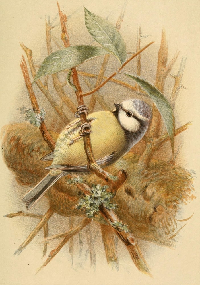 Birds of the British Islands 1885 Titmouse Blue Canvas Art - John G Keulemans (24 x 36)