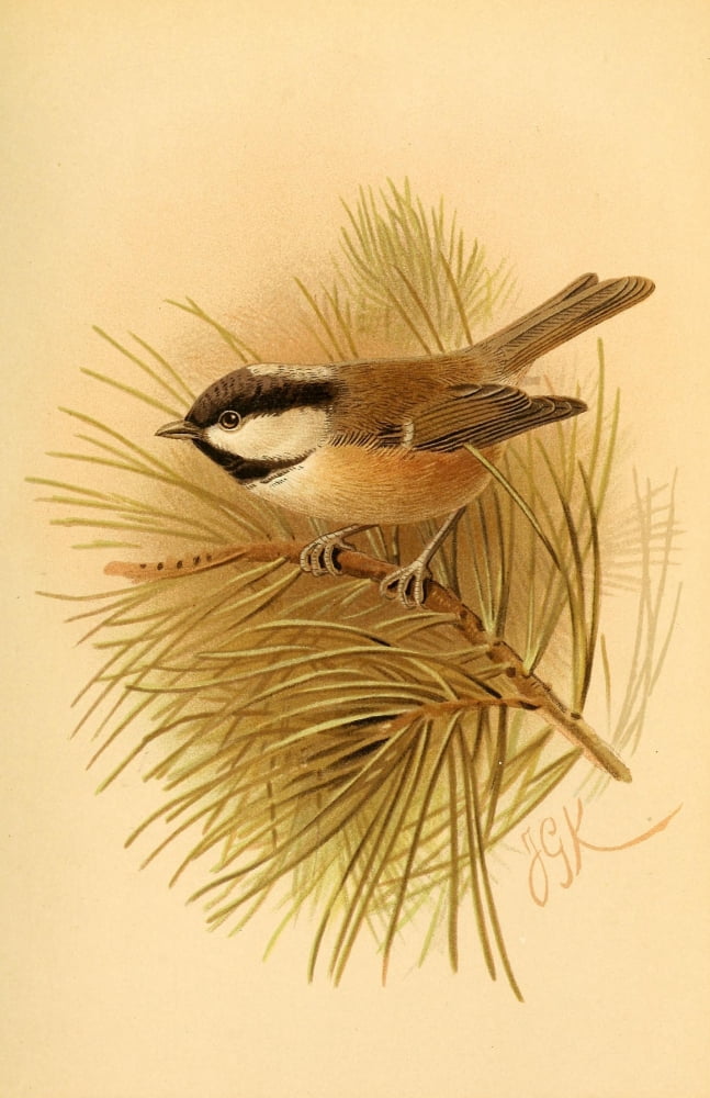 Birds of the British Islands 1885 Titmouse British Coal Canvas Art - John G Keulemans (24 x 36)