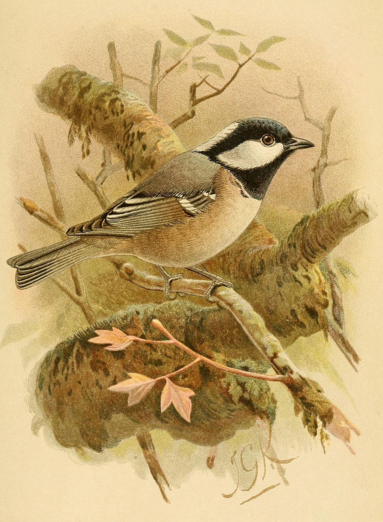 Birds of the British Islands 1885 Titmouse Coal Canvas Art - John G Keulemans (24 x 36)