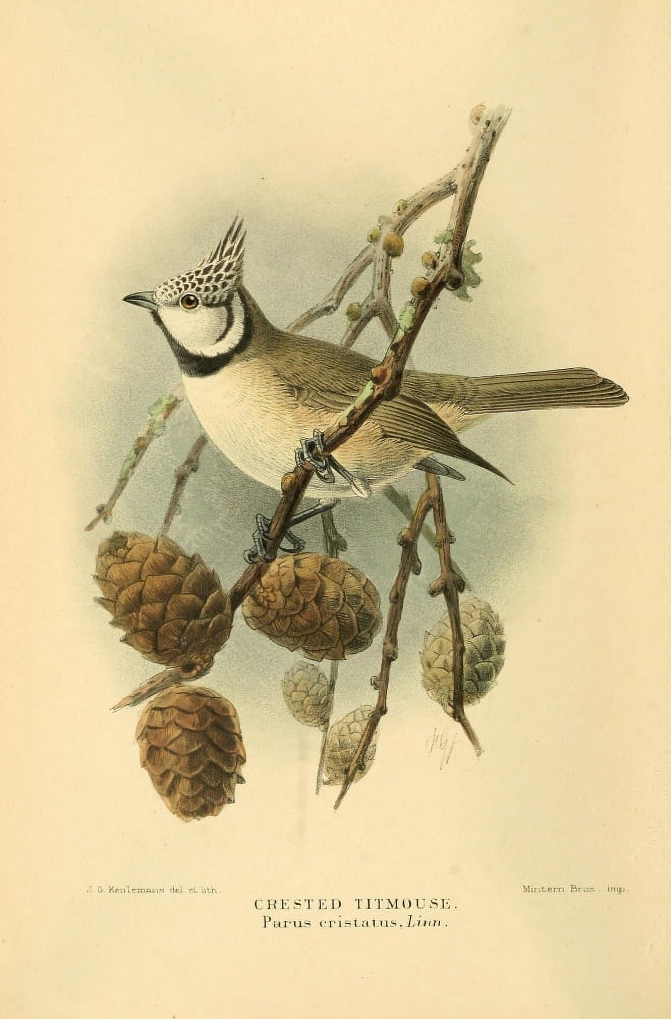 Birds of the British Islands 1885 Titmouse Crested Canvas Art - John G Keulemans (18 x 24)