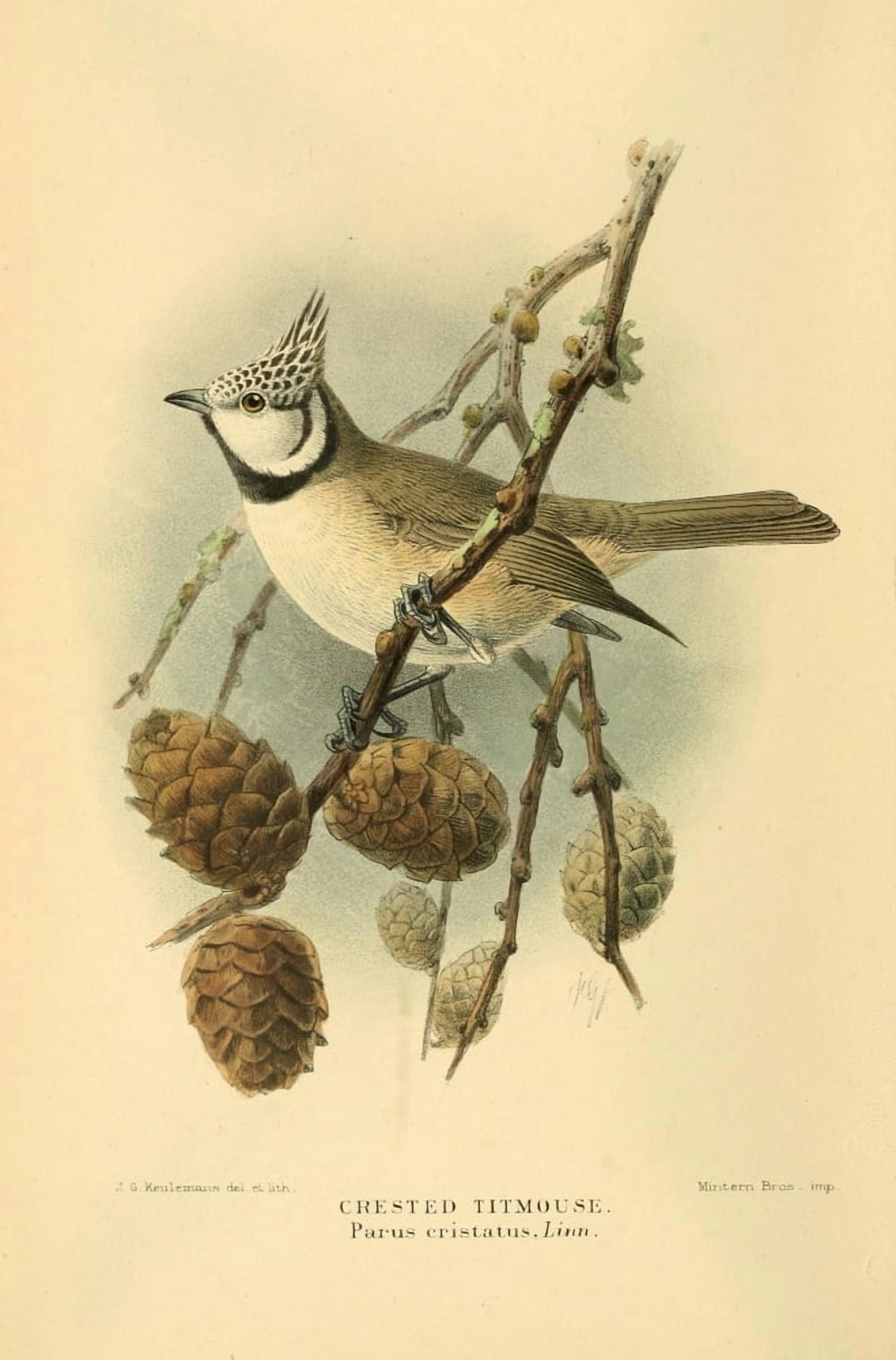 Birds of the British Islands 1885 Titmouse Crested Canvas Art - John G Keulemans (24 x 36)