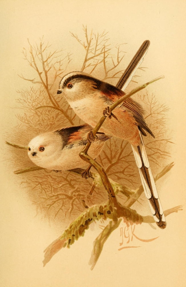 Birds of the British Islands 1885 Titmouse Long-tailed Canvas Art - John G Keulemans (18 x 24)