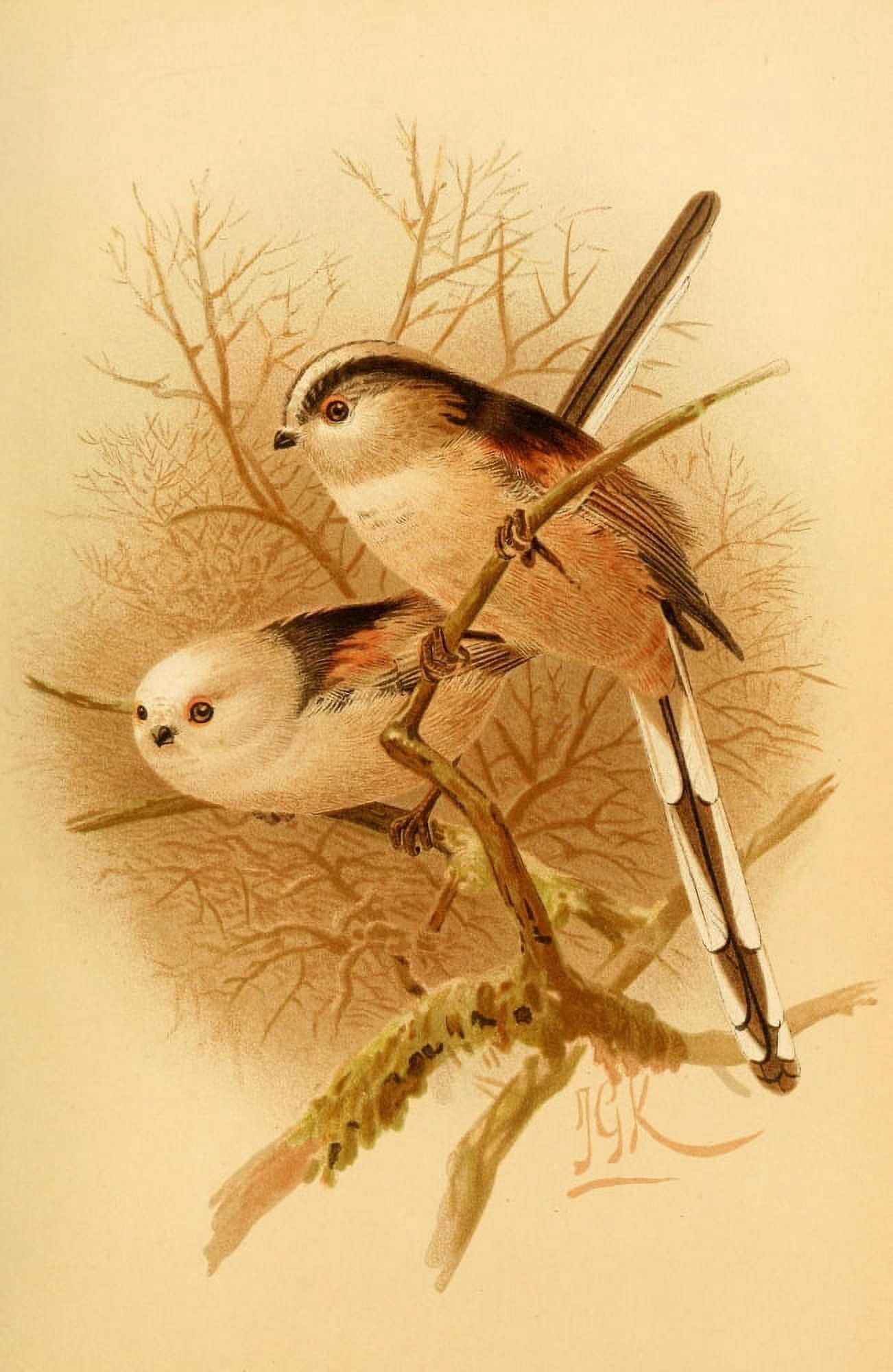 Birds of the British Islands 1885 Titmouse Long-tailed Canvas Art - John G Keulemans (24 x 36)