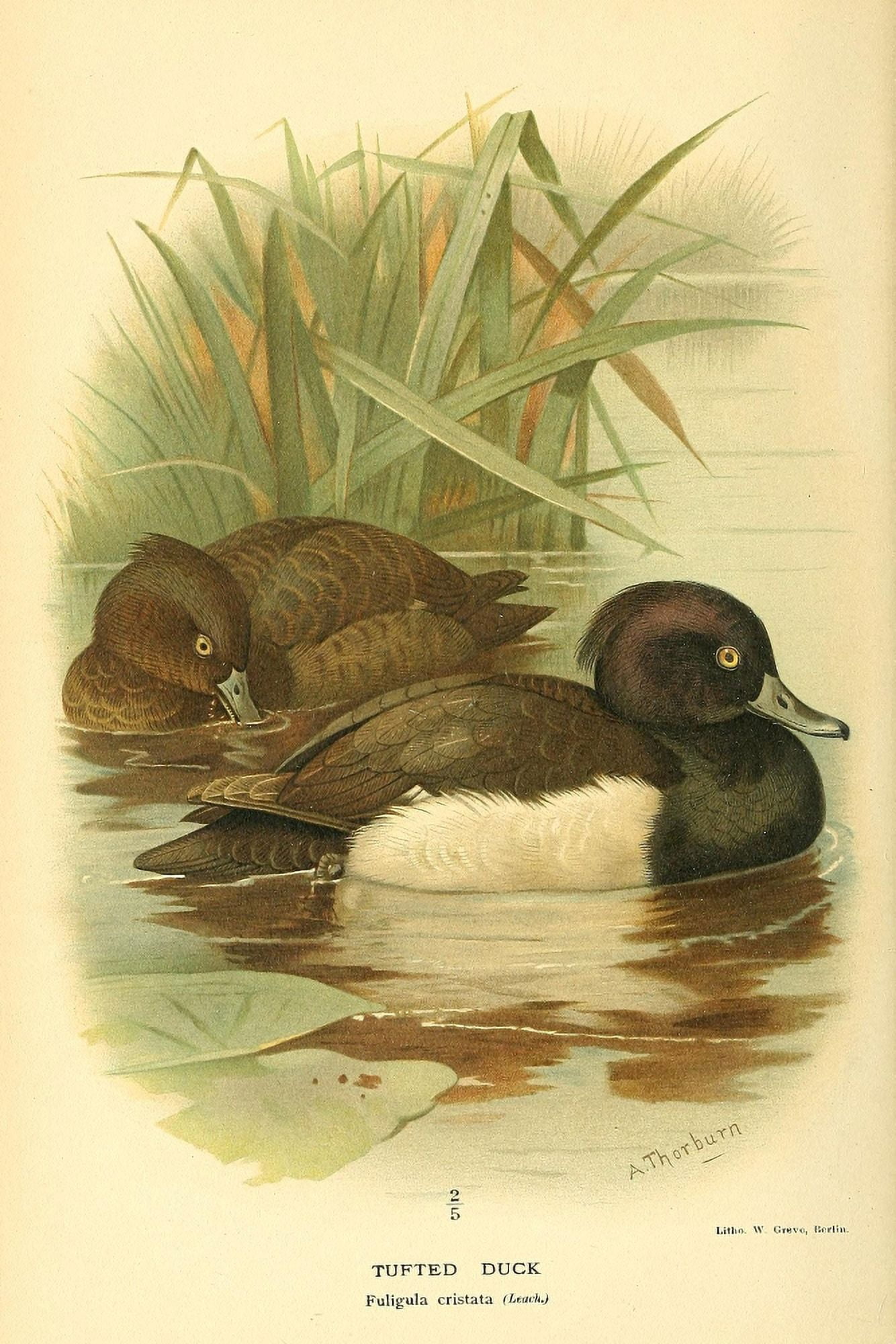 Birds of the British Islands 1885 Tufted Duck Canvas Art - A Thorburn (24 x 36)