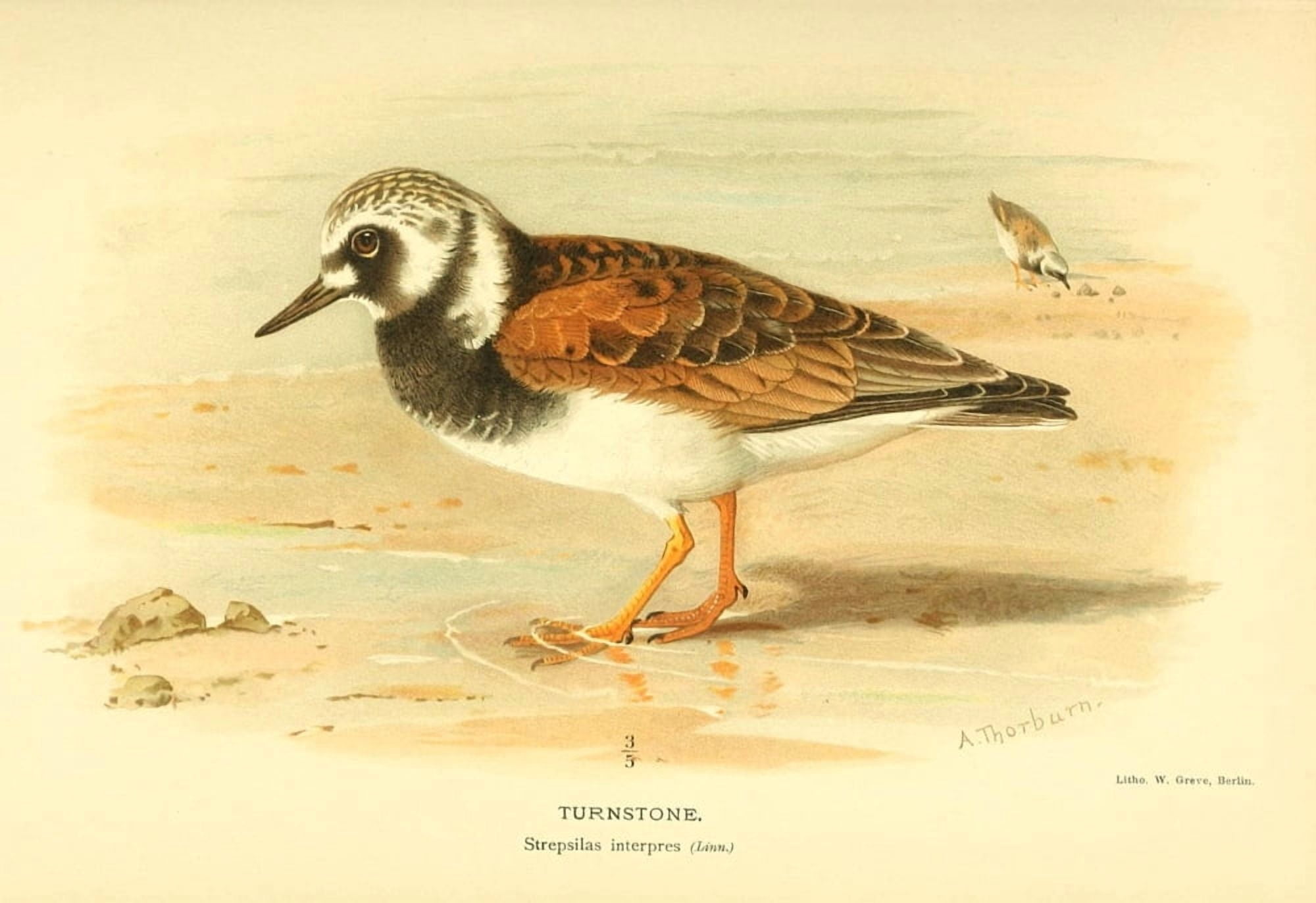 Birds of the British Islands 1885 Turnstone Canvas Art - Archibald Thorburn (18 x 24)