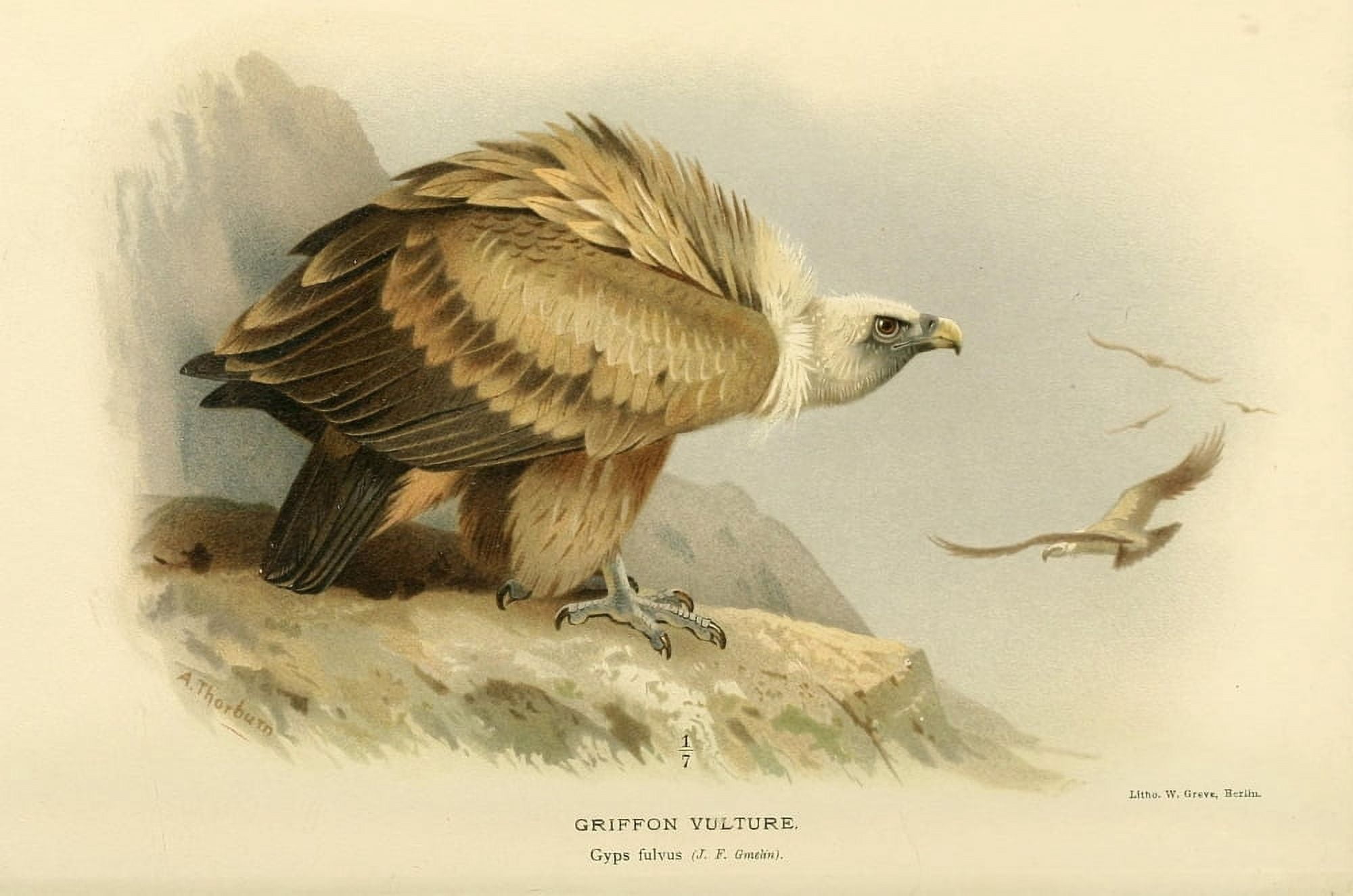 Birds of the British Islands 1885 Vulture Griffon Canvas Art - Archibald Thorburn (18 x 24)