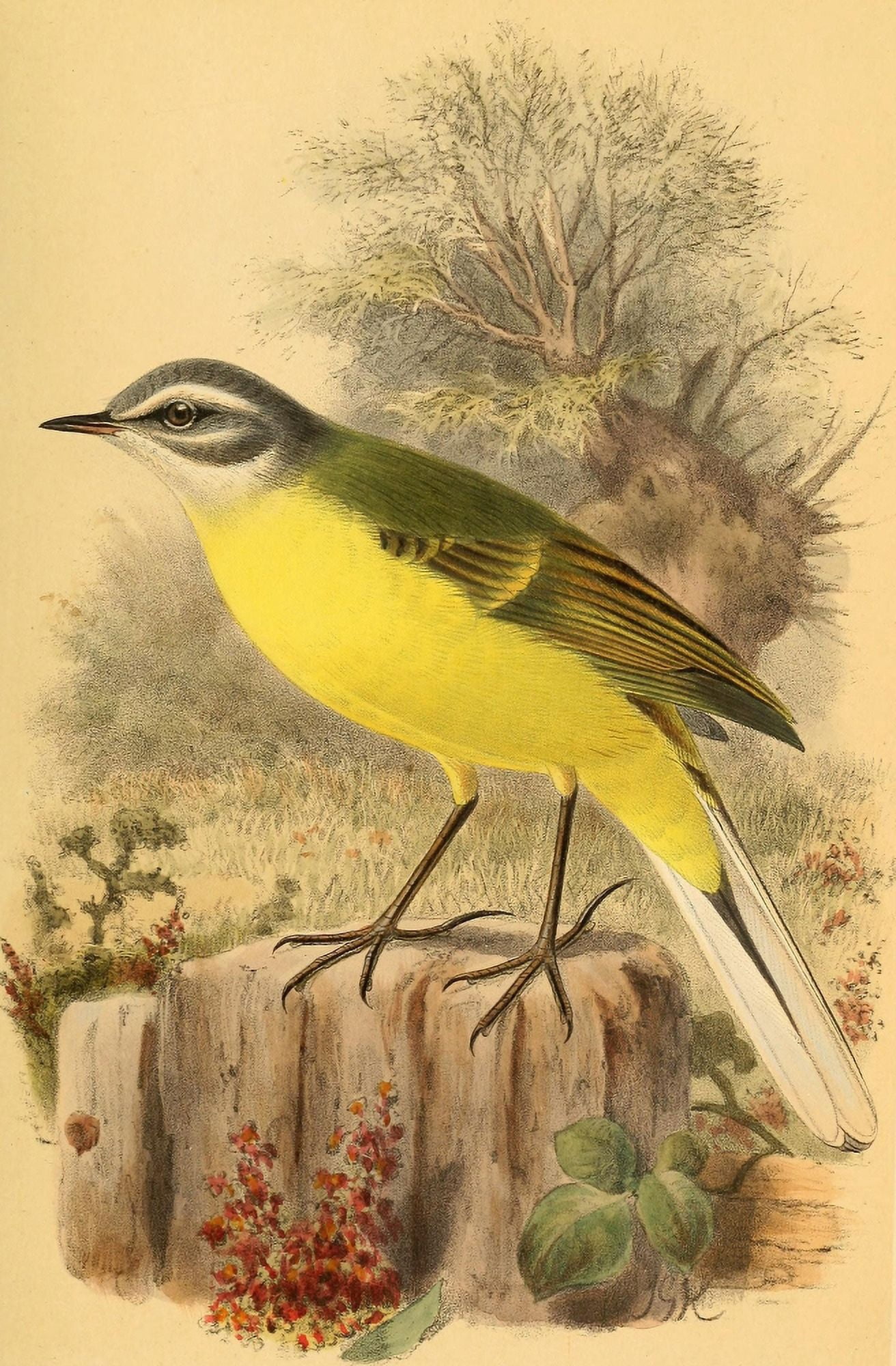 Birds of the British Islands 1885 Wagtail Blue-headed Canvas Art - John G Keulemans (24 x 36)