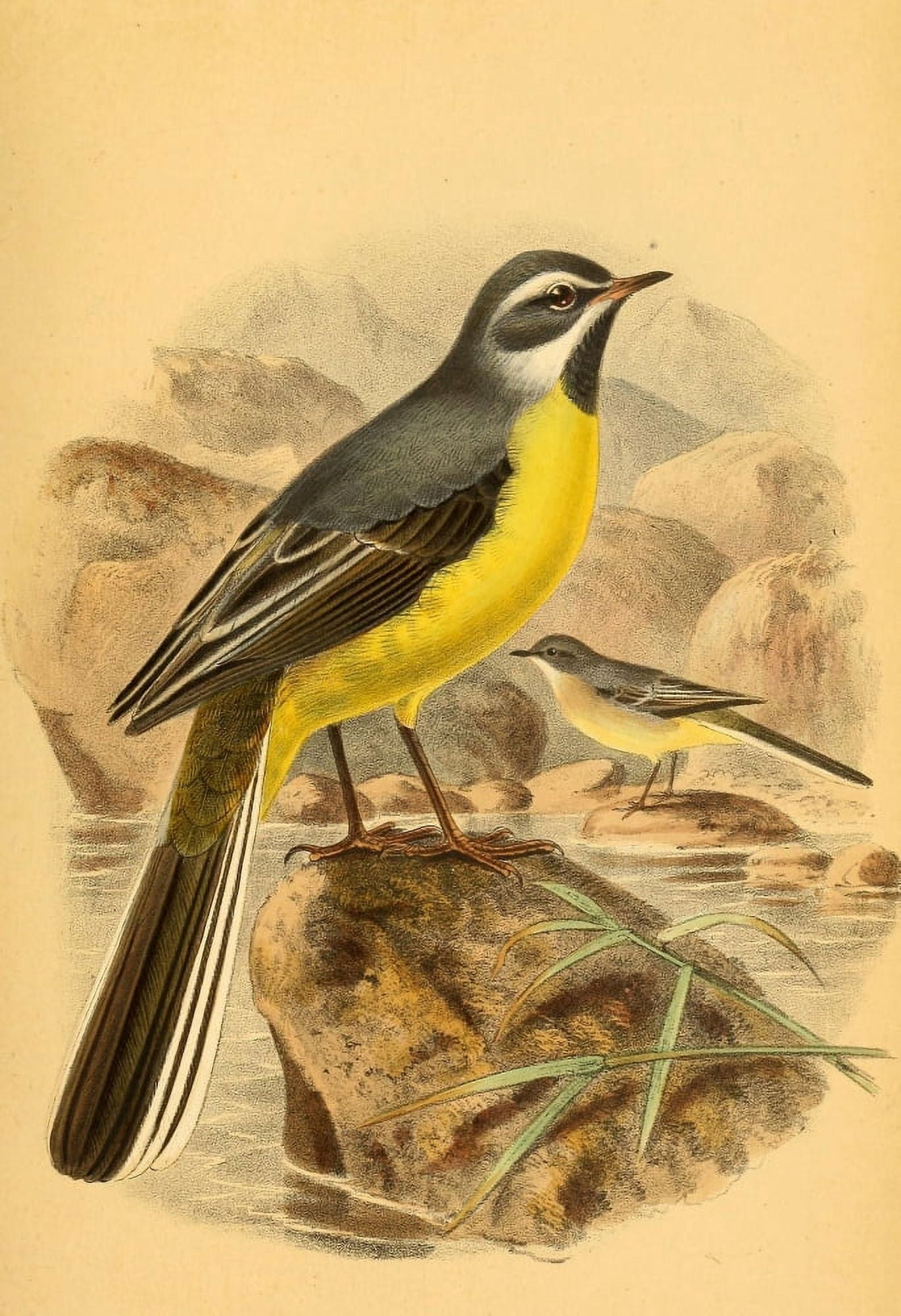 Birds of the British Islands 1885 Wagtail Grey Canvas Art - John G Keulemans (18 x 24)