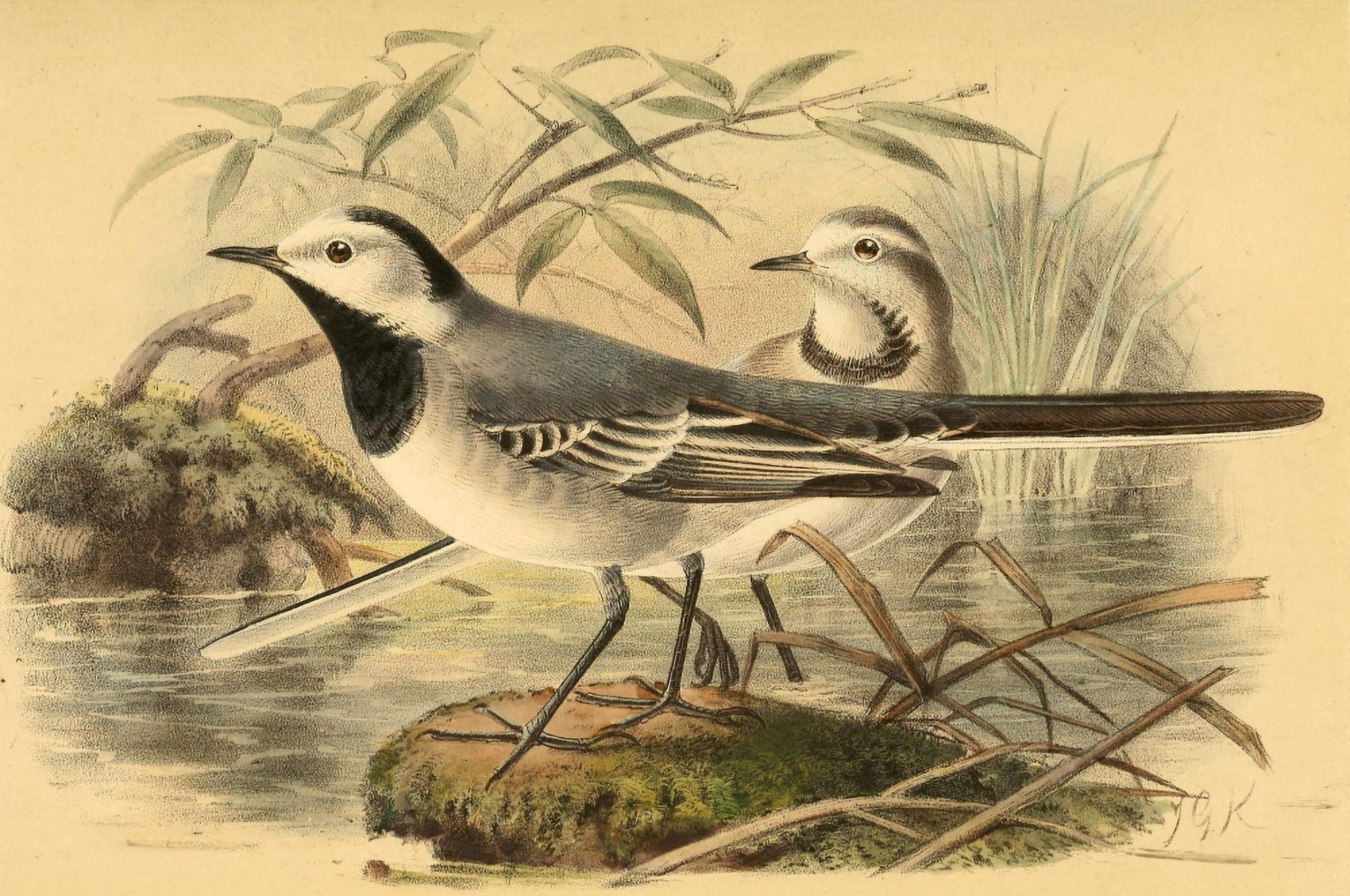 Birds of the British Islands 1885 Wagtail Grey-backed Canvas Art - John G Keulemans (18 x 24)