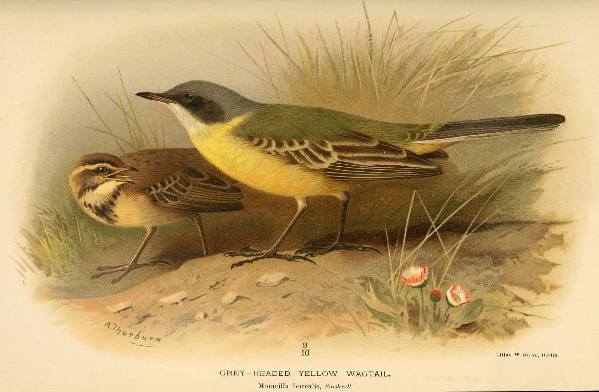 Birds of the British Islands 1885 Wagtail Grey-headed Yellow Canvas Art - Archibald Thorburn (18 x 24)