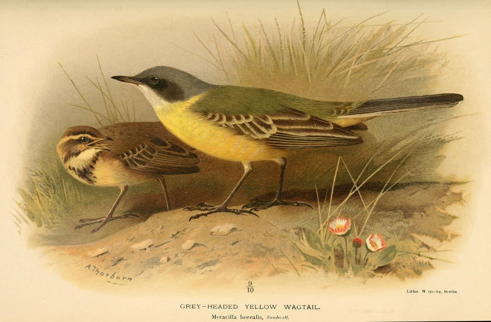Birds of the British Islands 1885 Wagtail Grey-headed Yellow Canvas Art - Archibald Thorburn (24 x 36)