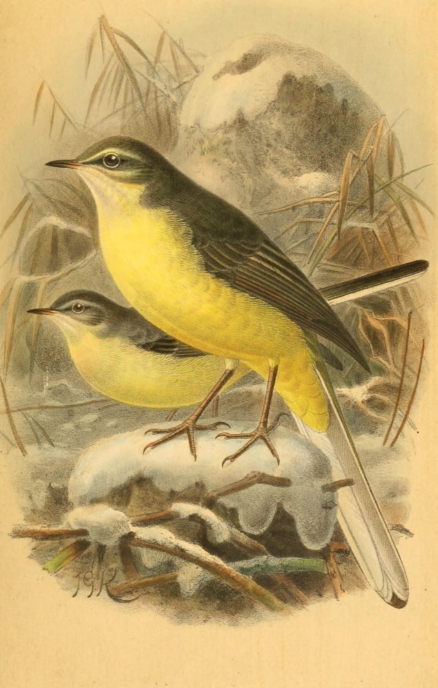 Birds of the British Islands 1885 Wagtail Grey (in Winter) Canvas Art - John G Keulemans (24 x 36)