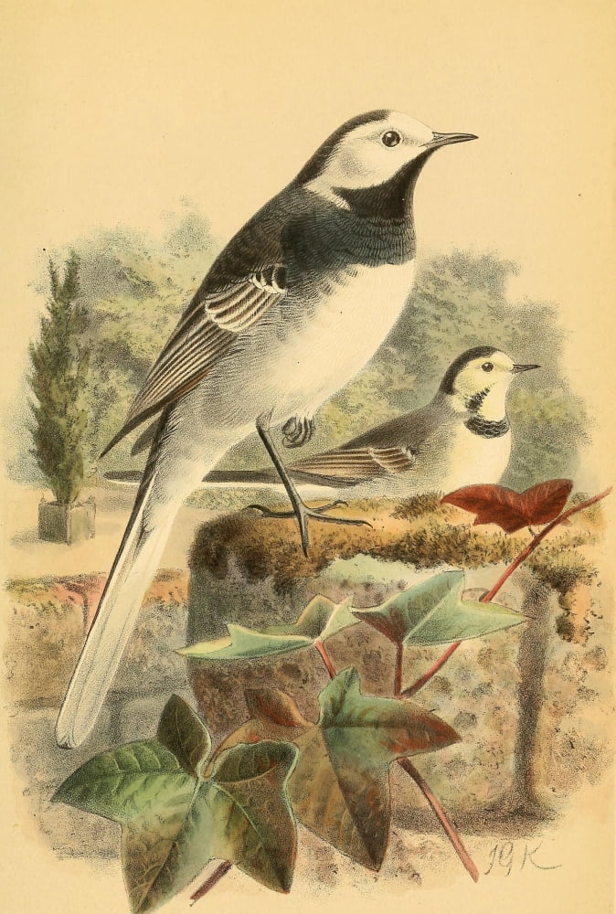 Birds of the British Islands 1885 Wagtail Pied or Common Canvas Art - John G Keulemans (18 x 24)