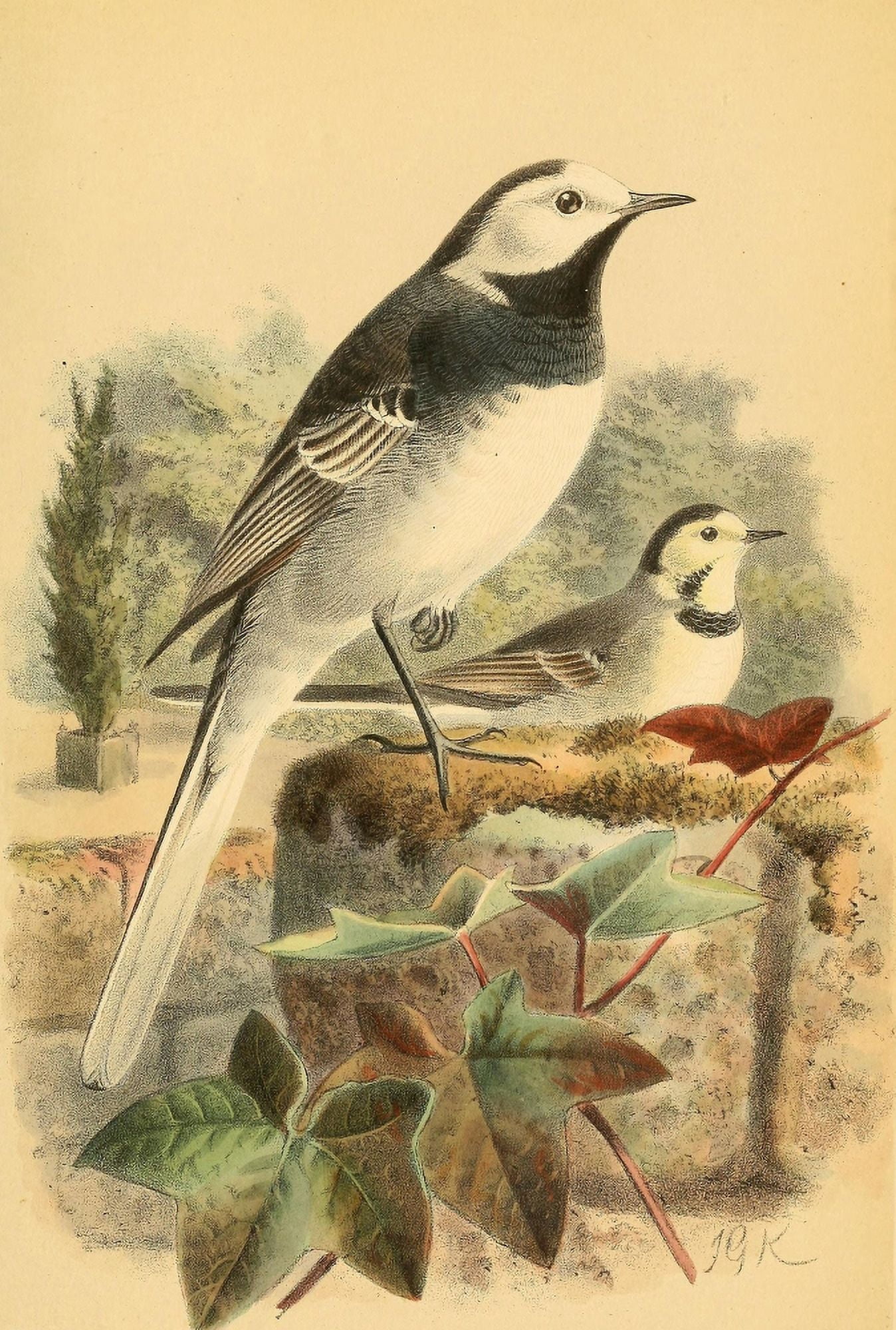 Birds of the British Islands 1885 Wagtail Pied or Common Canvas Art - John G Keulemans (24 x 36)