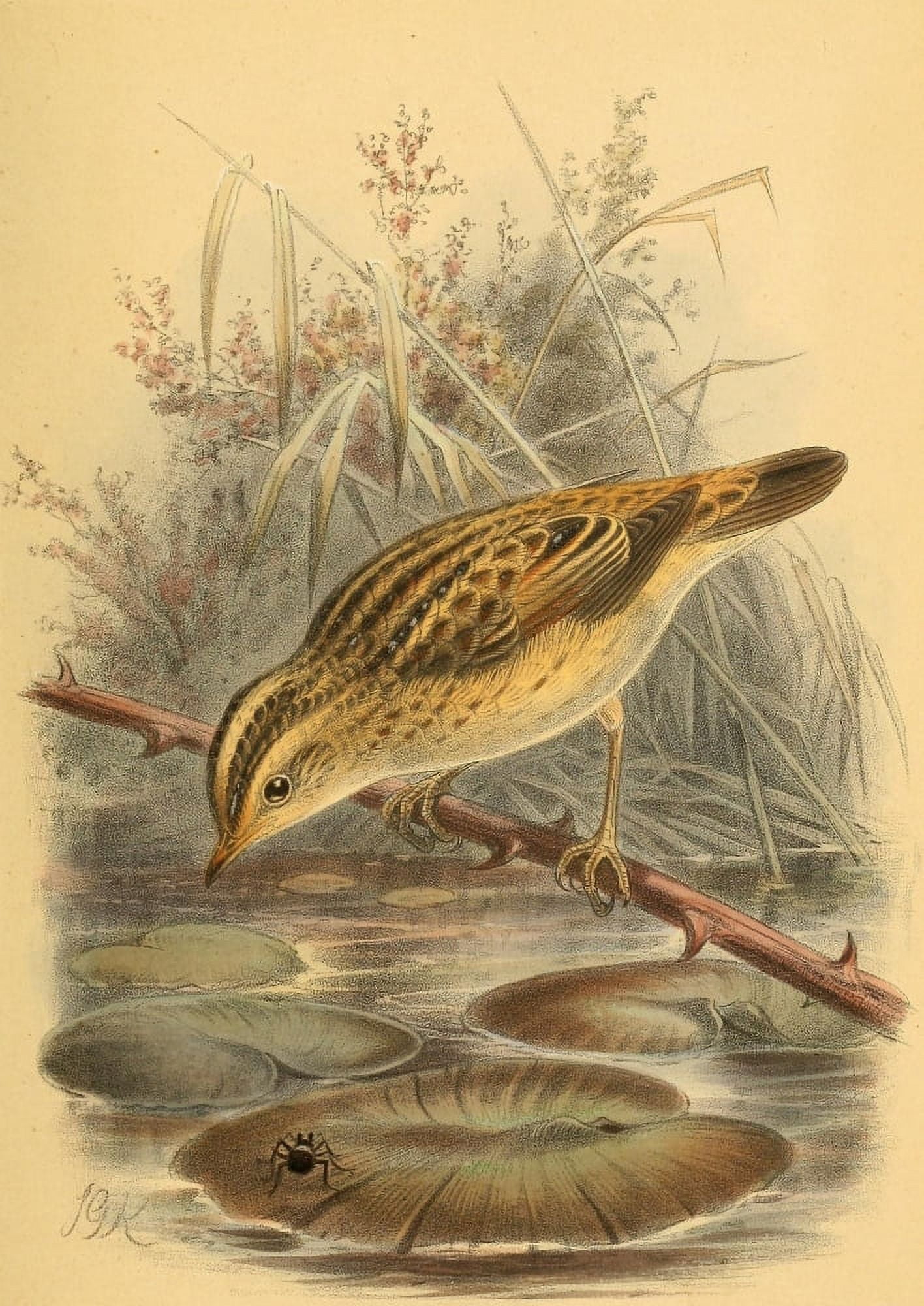 Birds of the British Islands 1885 Warbler Aquatic Canvas Art - John G Keulemans (24 x 36)