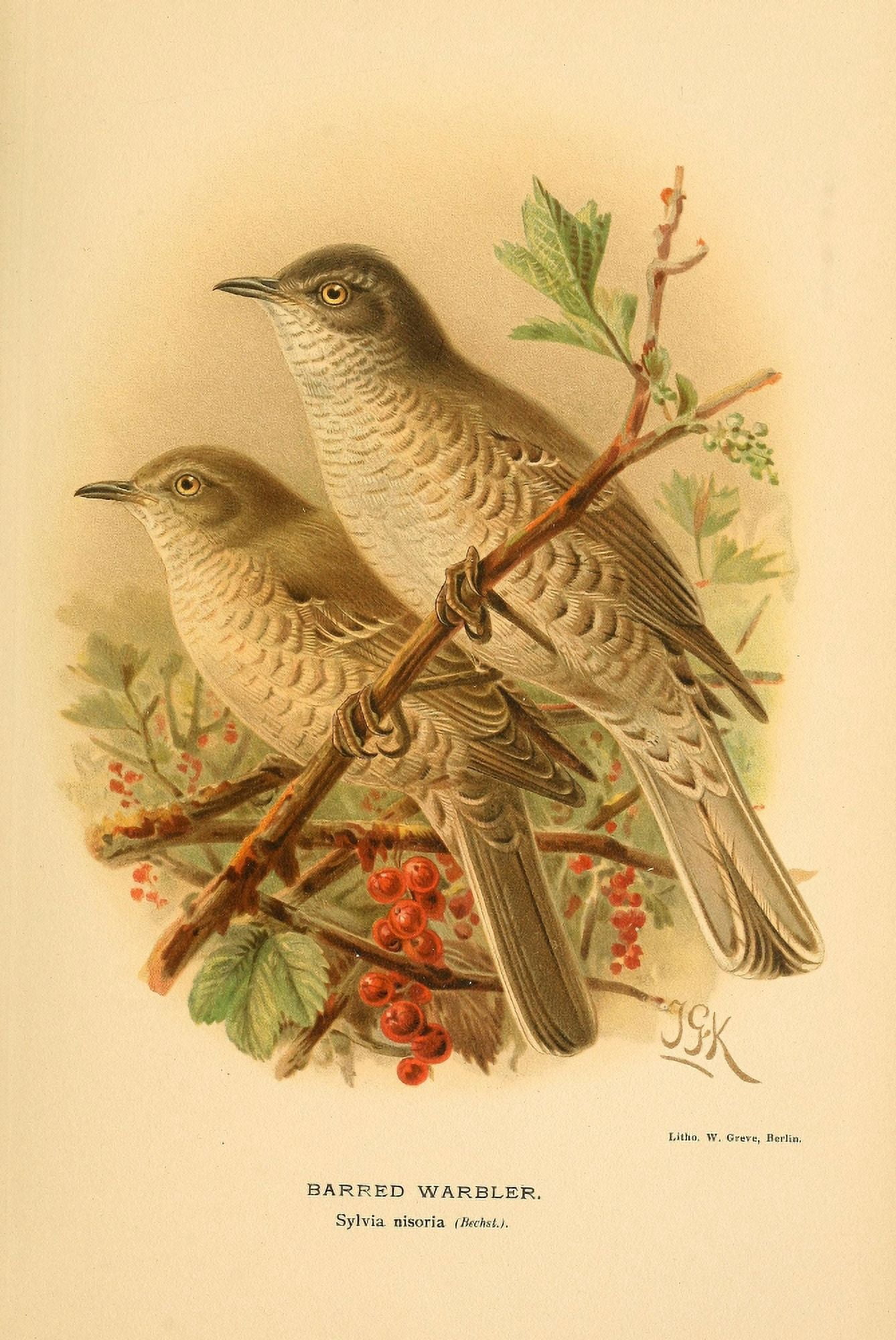 Birds of the British Islands 1885 Warbler Barred Canvas Art - John G Keulemans (24 x 36)