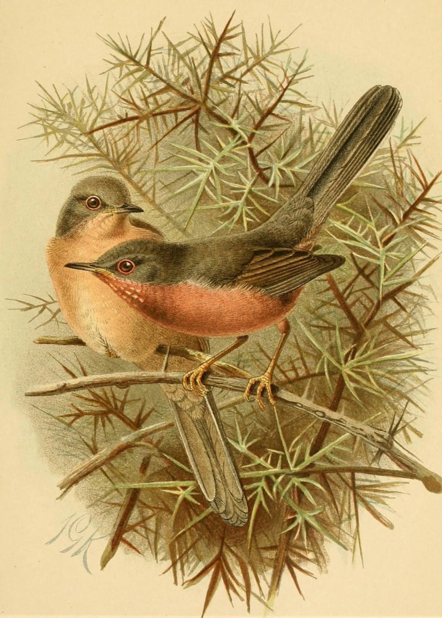 Birds of the British Islands 1885 Warbler Dartford Canvas Art - John G Keulemans (24 x 36)