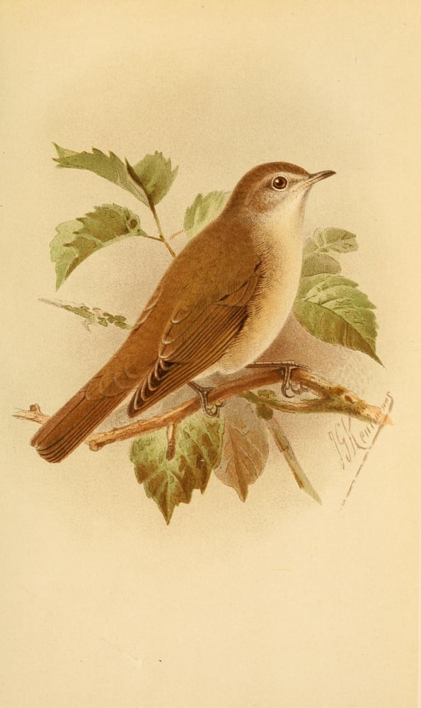 Birds of the British Islands 1885 Warbler Garden Canvas Art - John G Keulemans (18 x 24)