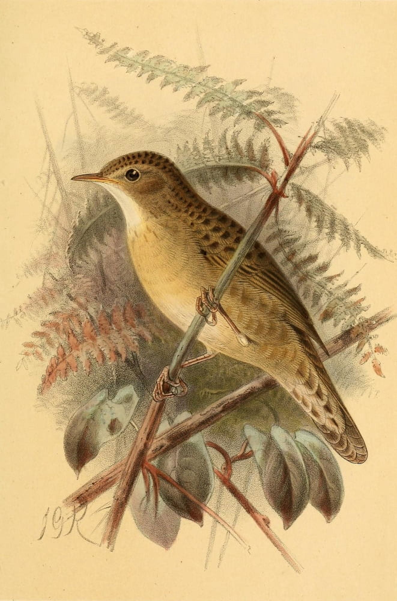 Birds of the British Islands 1885 Warbler Grasshopper Canvas Art - John G Keulemans (24 x 36)