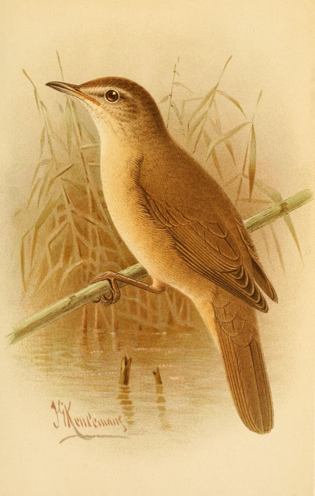 Birds of the British Islands 1885 Warbler Great Reed Canvas Art - John G Keulemans (18 x 24)