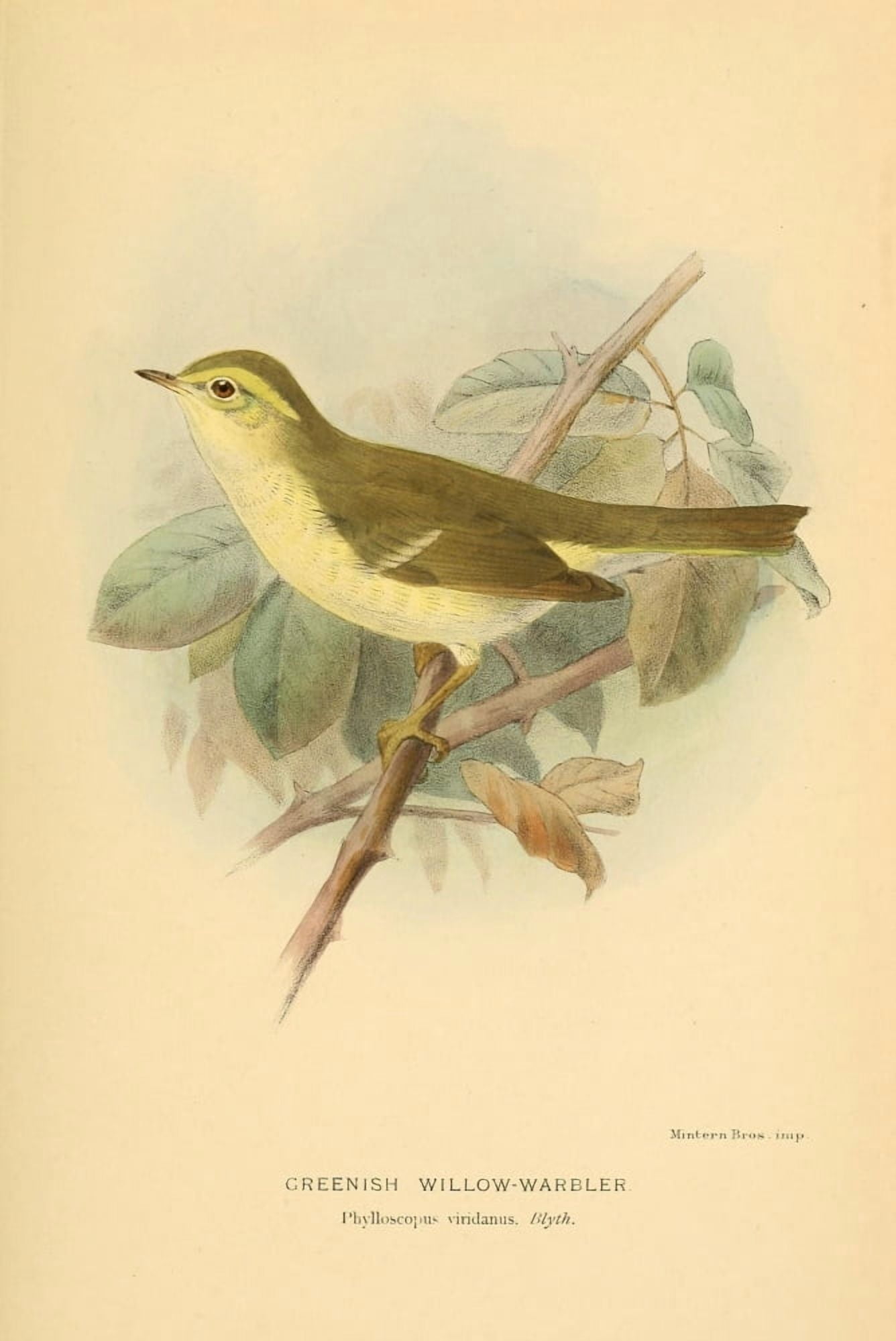 Birds of the British Islands 1885 Warbler Greenish Willow Canvas Art - John G Keulemans (18 x 24)